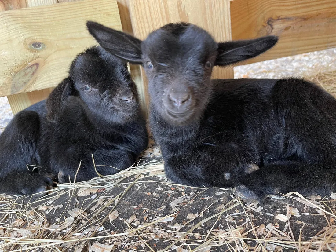Baby Goat