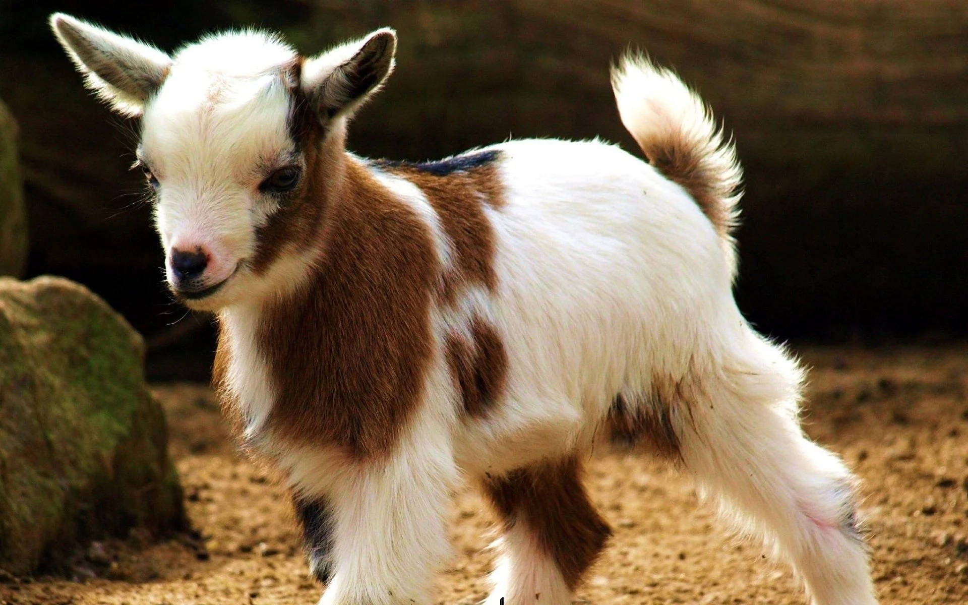 baby goat, fluffy brown and white, dirt ground, Full HD Desktop Wallpaper