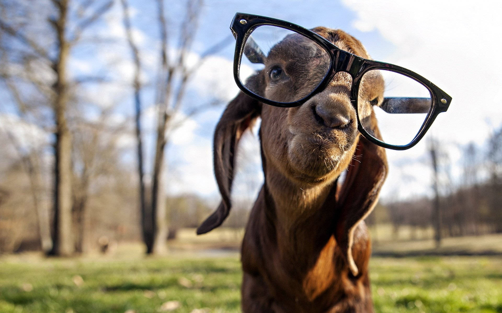 Baby Goat, big eyeglasses, brown goat, Full HD Desktop Wallpaper