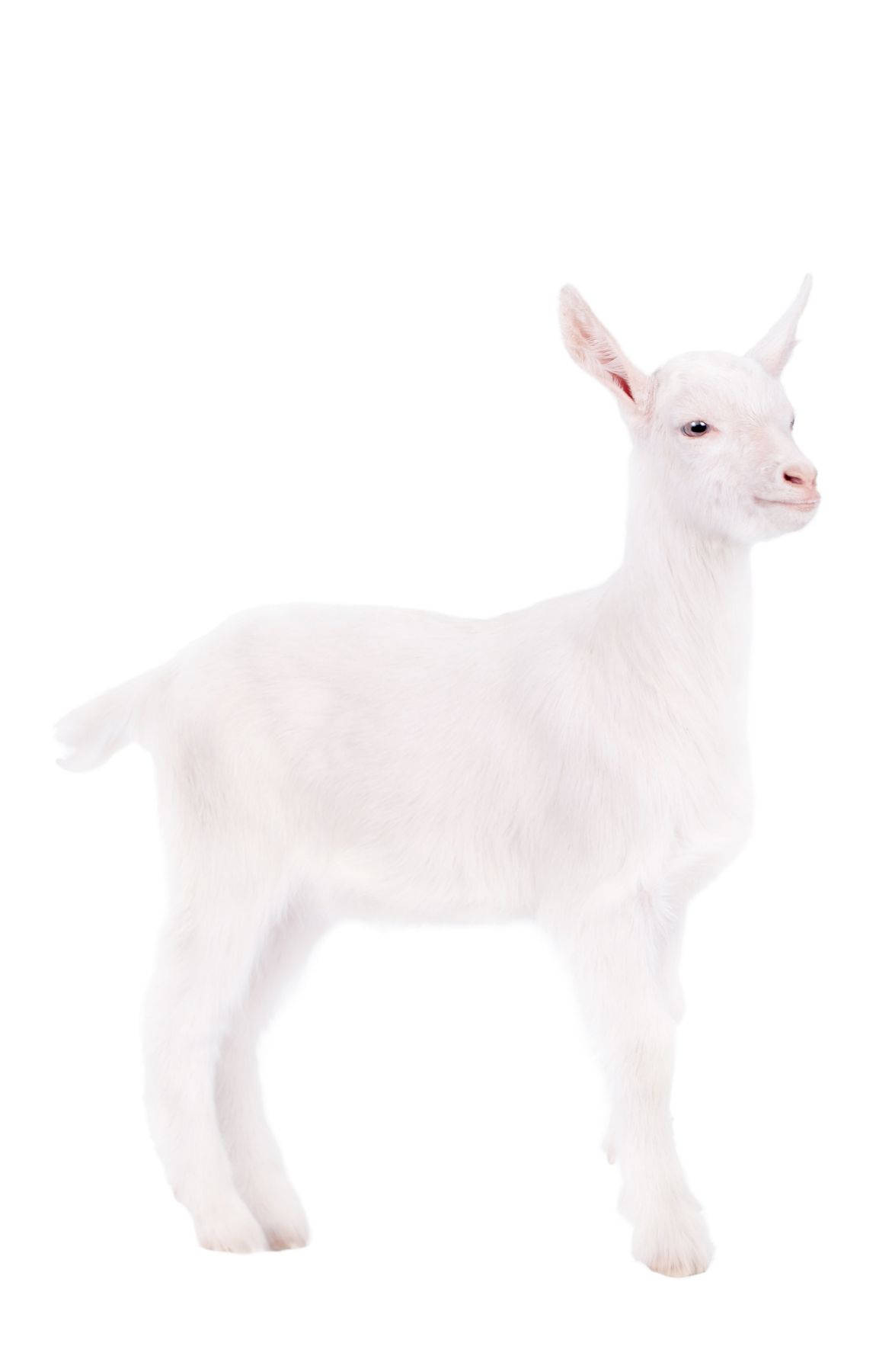 white baby goat, seamless white background, soft fur, HD Phone Wallpaper