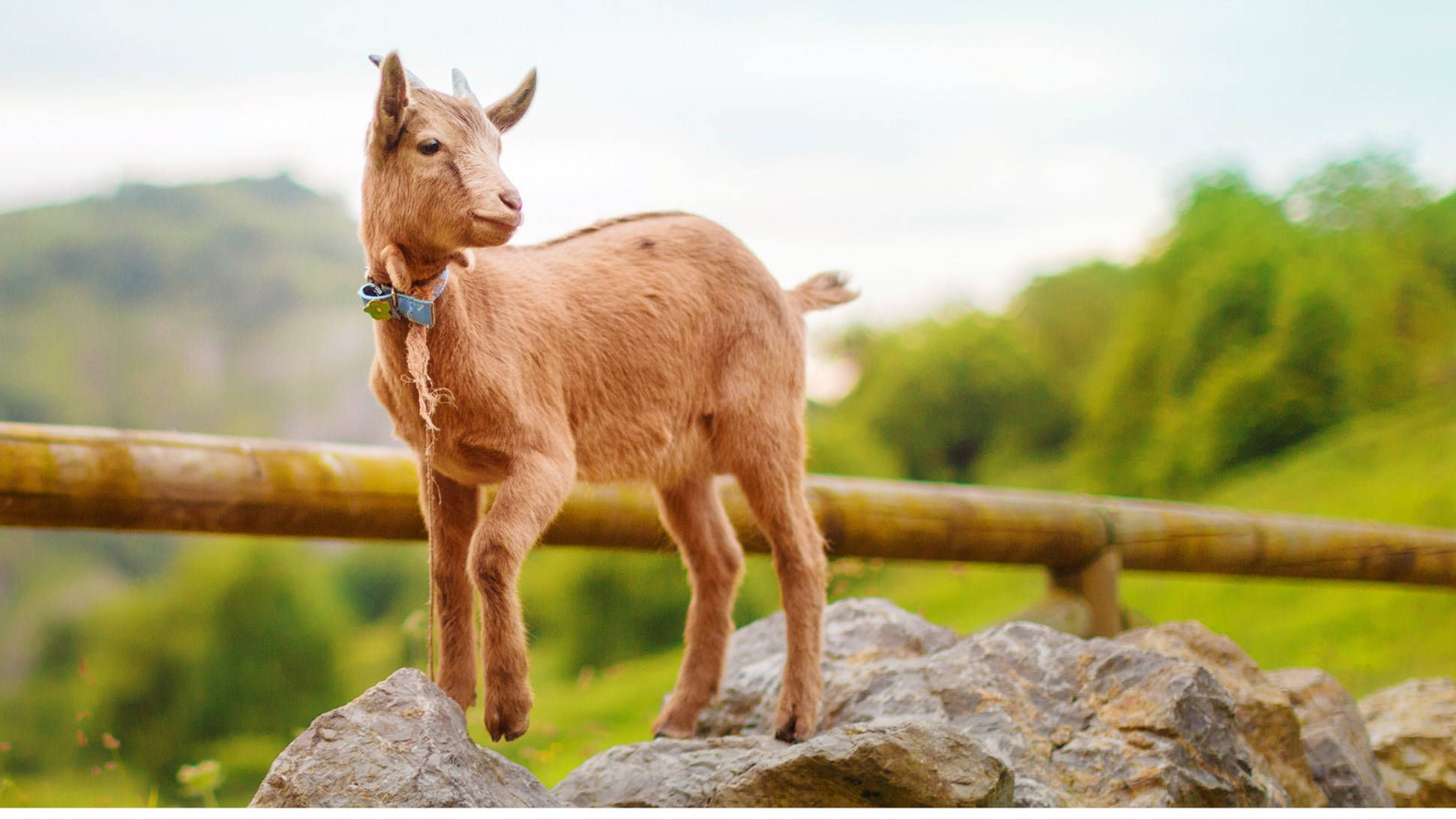 baby goat, leash, gray rocks, Full HD Desktop Wallpaper