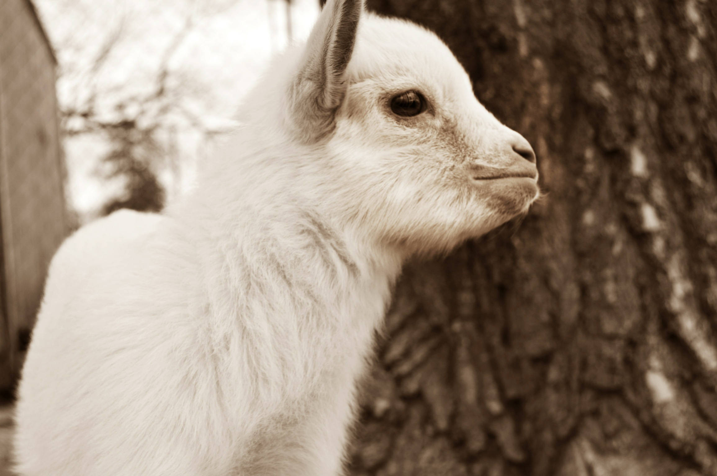 sepia photo, baby goat, fluffy white goat kid, Full HD Desktop Wallpaper