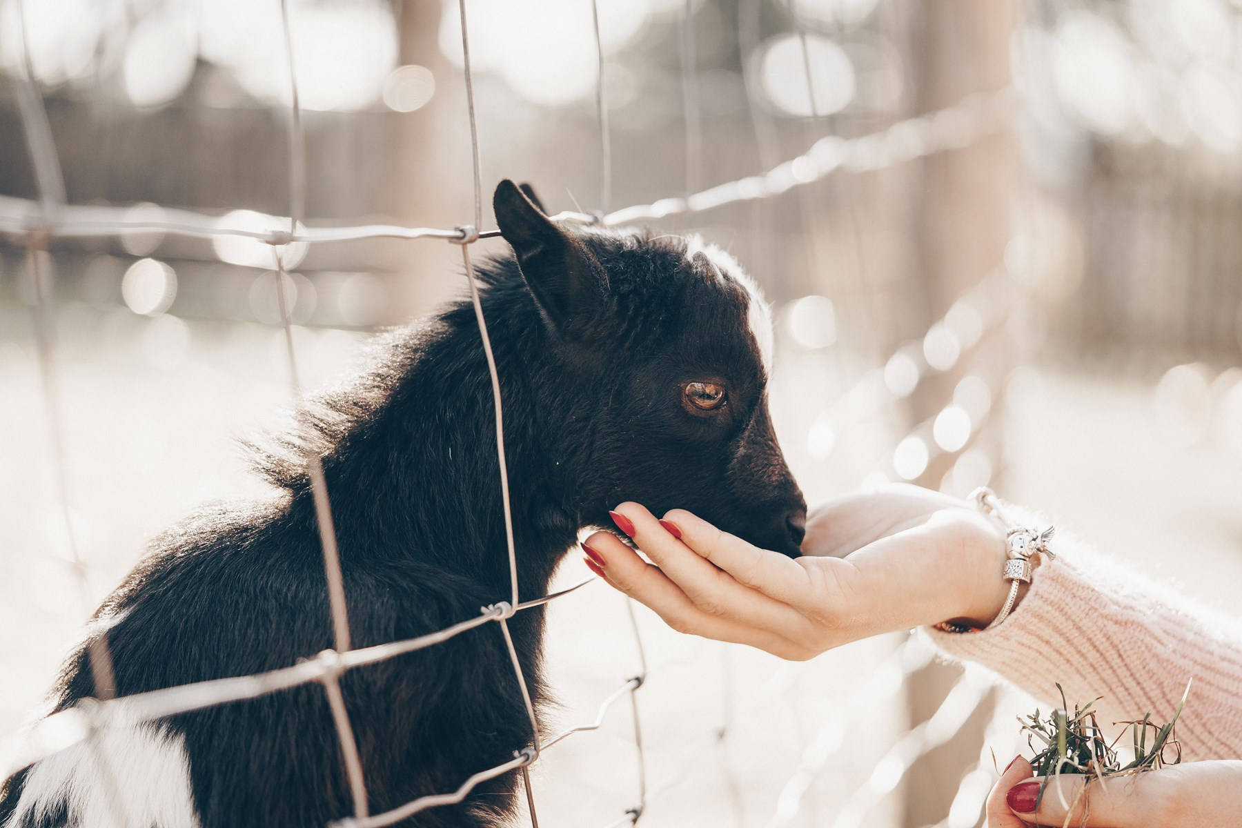 black baby goat, wire fence, soft golden sunlight, HD Desktop Wallpaper
