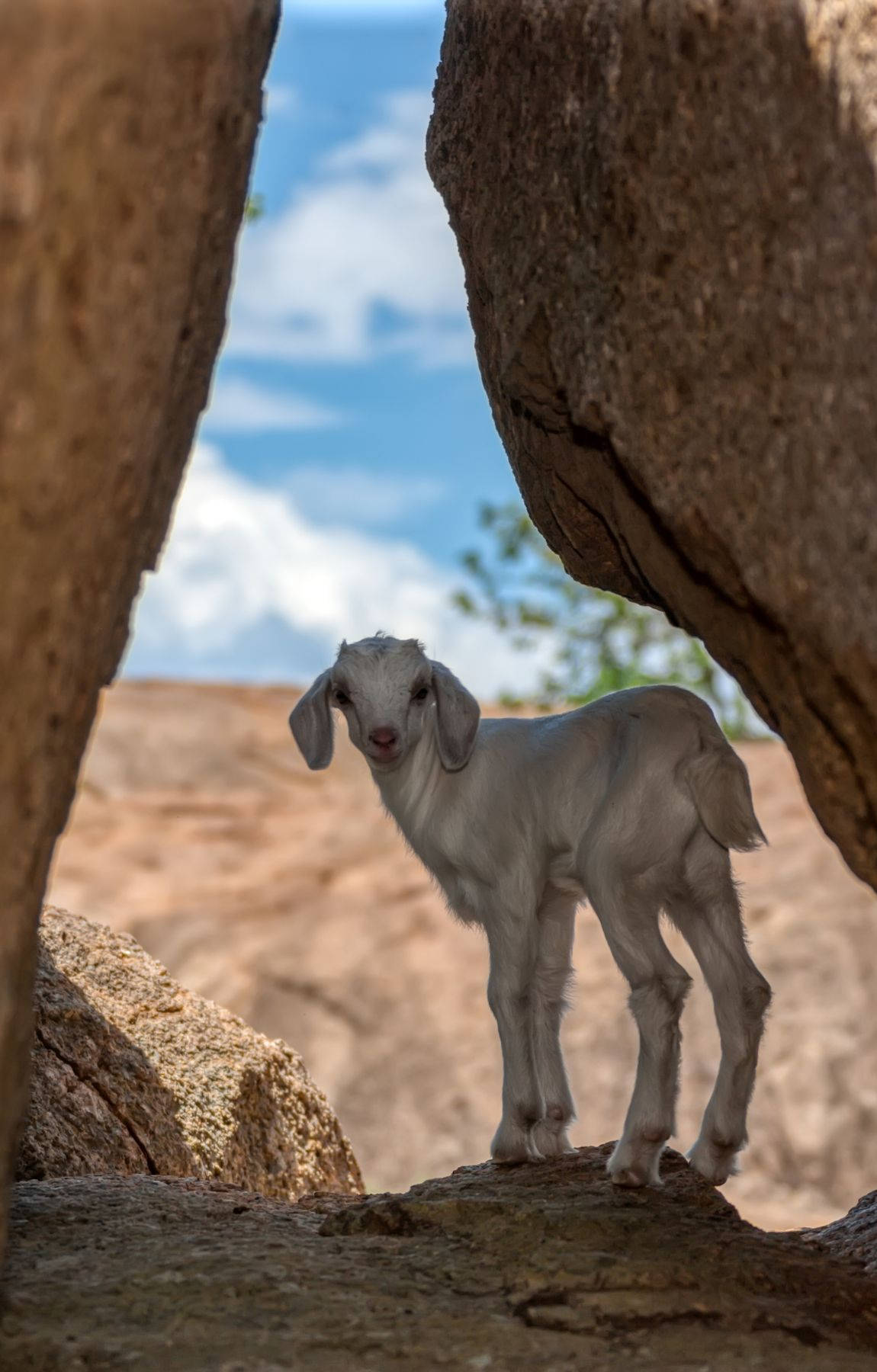 Baby Goat, white goat, rock formations, HD Phone Wallpaper