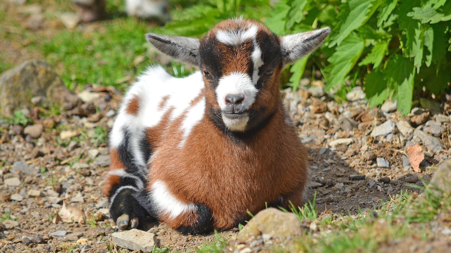baby goat, brown and white, black markings, Full HD Desktop Wallpaper