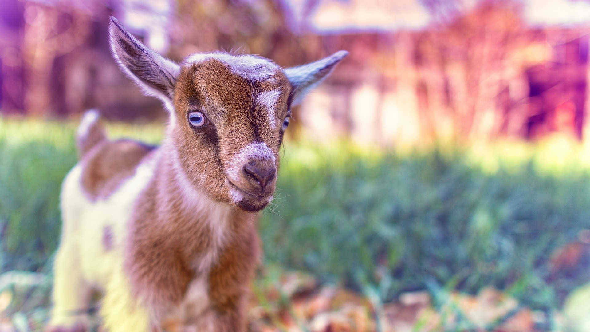 baby goat, blue eyes, sunlit grassy field, Full HD Desktop Wallpaper