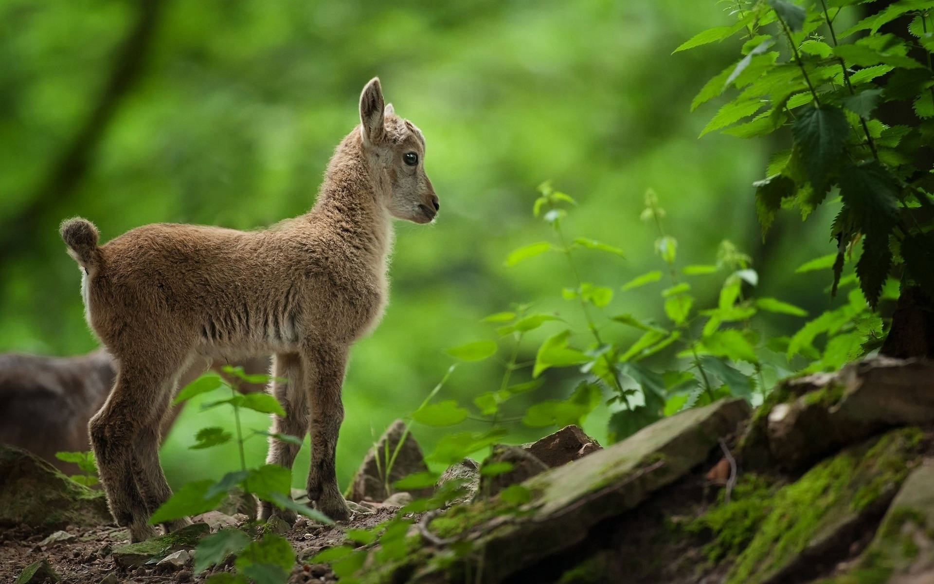 fluffy baby goat, forest, mossy rocks, Full HD Desktop Wallpaper