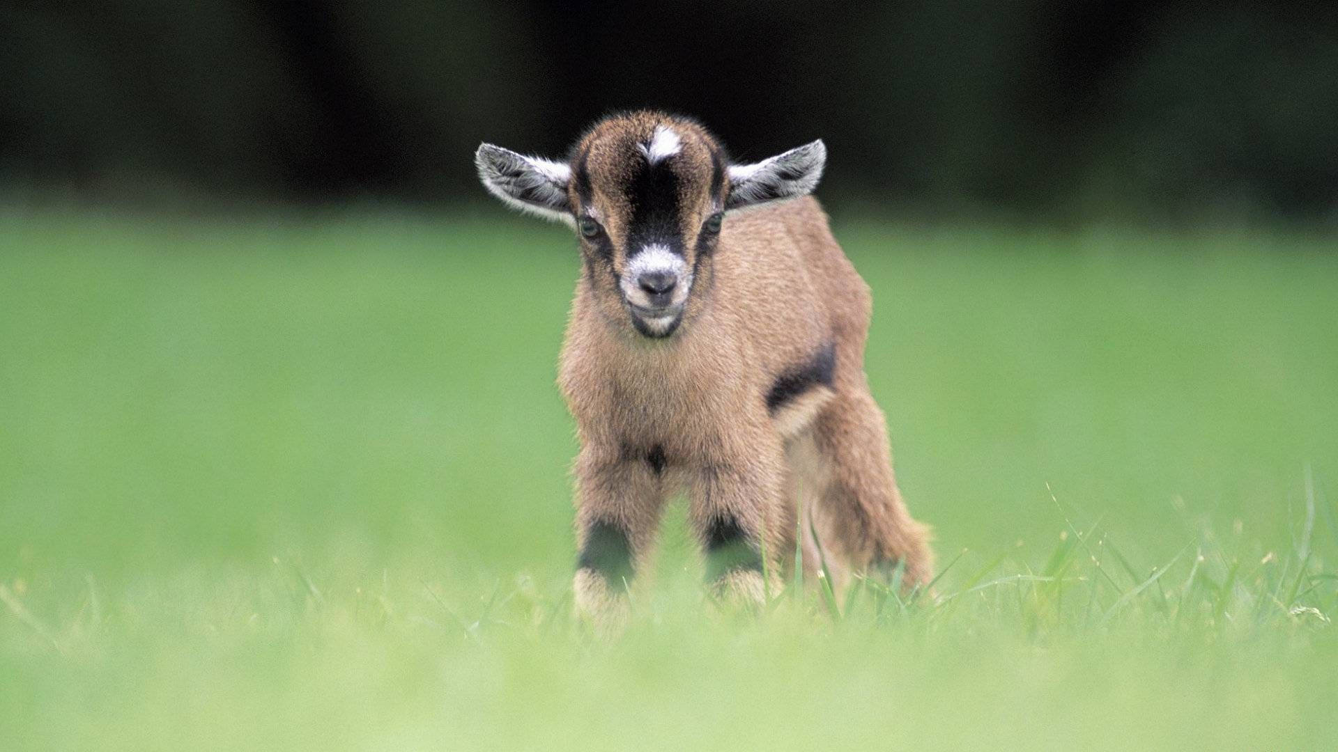 pygmy baby goat, brown fur, white markings, Full HD Desktop Wallpaper