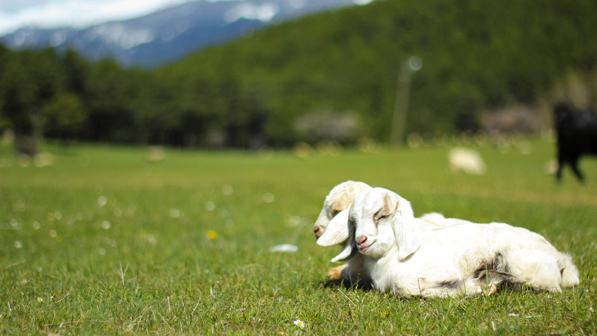 baby goat siblings, pasture, sunlit green meadow, Full HD Desktop Wallpaper