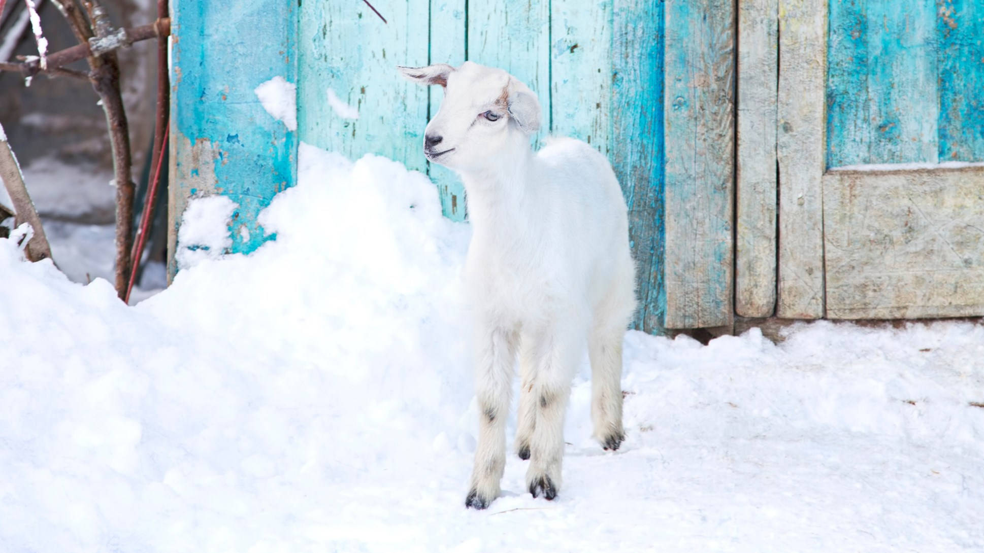 baby goat, snow, weathered blue wooden fence, Full HD Desktop Wallpaper