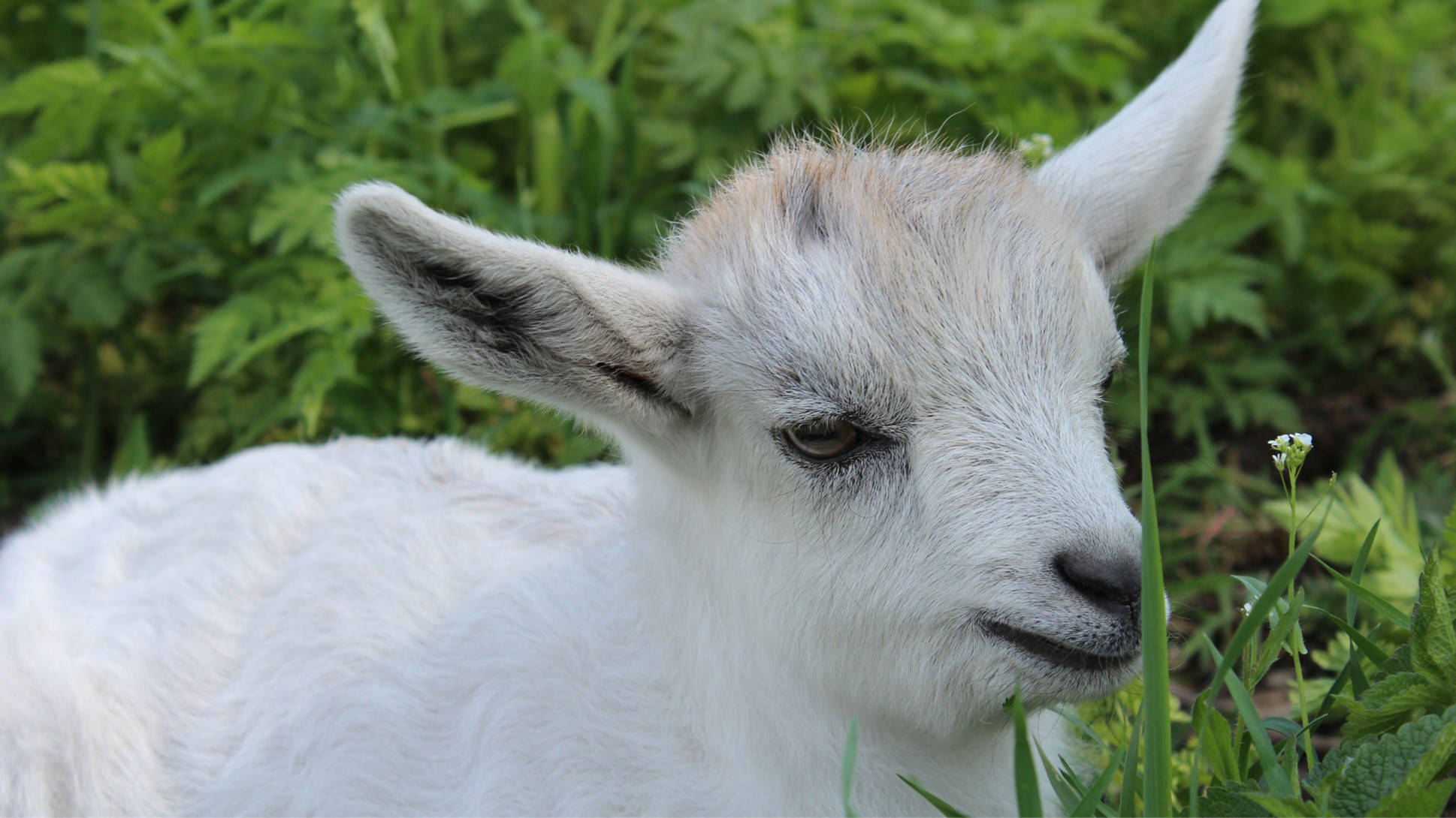 white baby goat, fluffy, vibrant green foliage, Full HD Desktop Wallpaper
