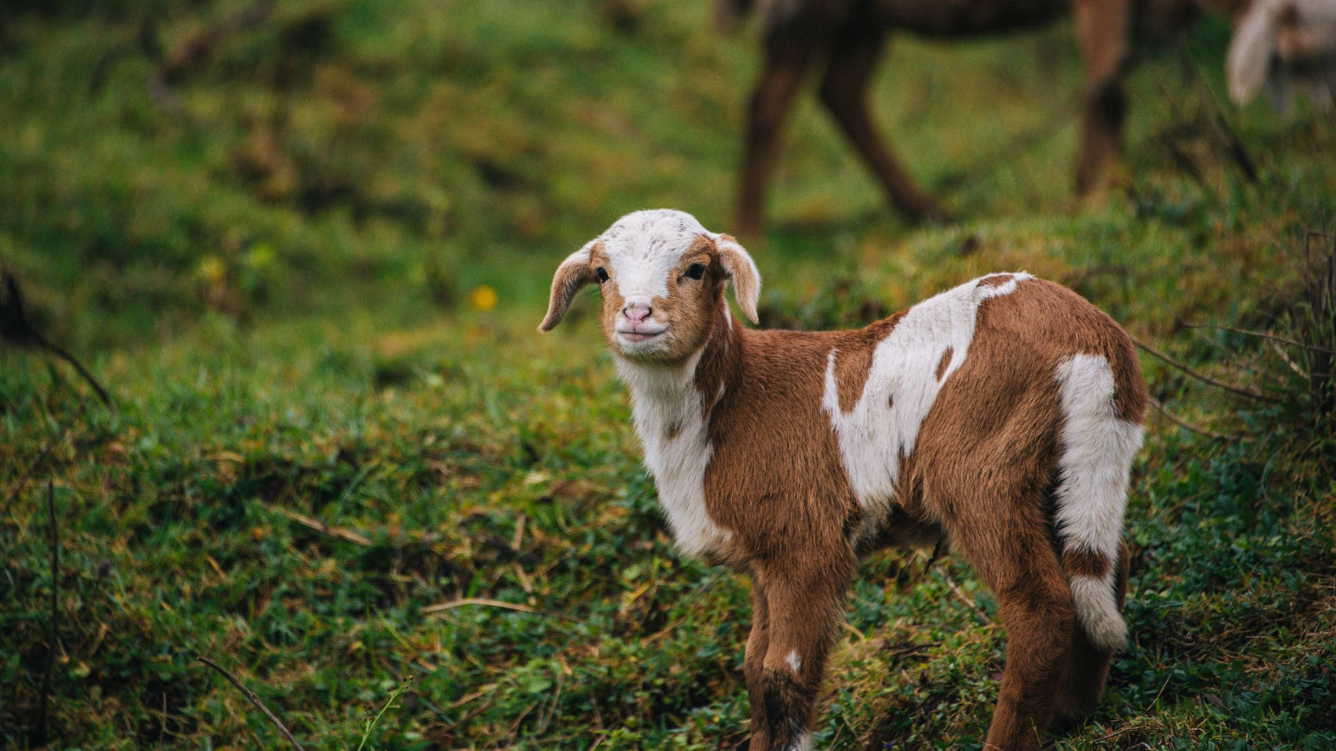 baby goat, mossy field, brown and white, Full HD Desktop Wallpaper