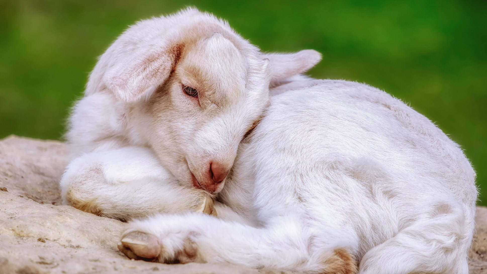 Sleepy Little Baby Goat, fluffy white baby goat, sunlit rock, Full HD Desktop Wallpaper