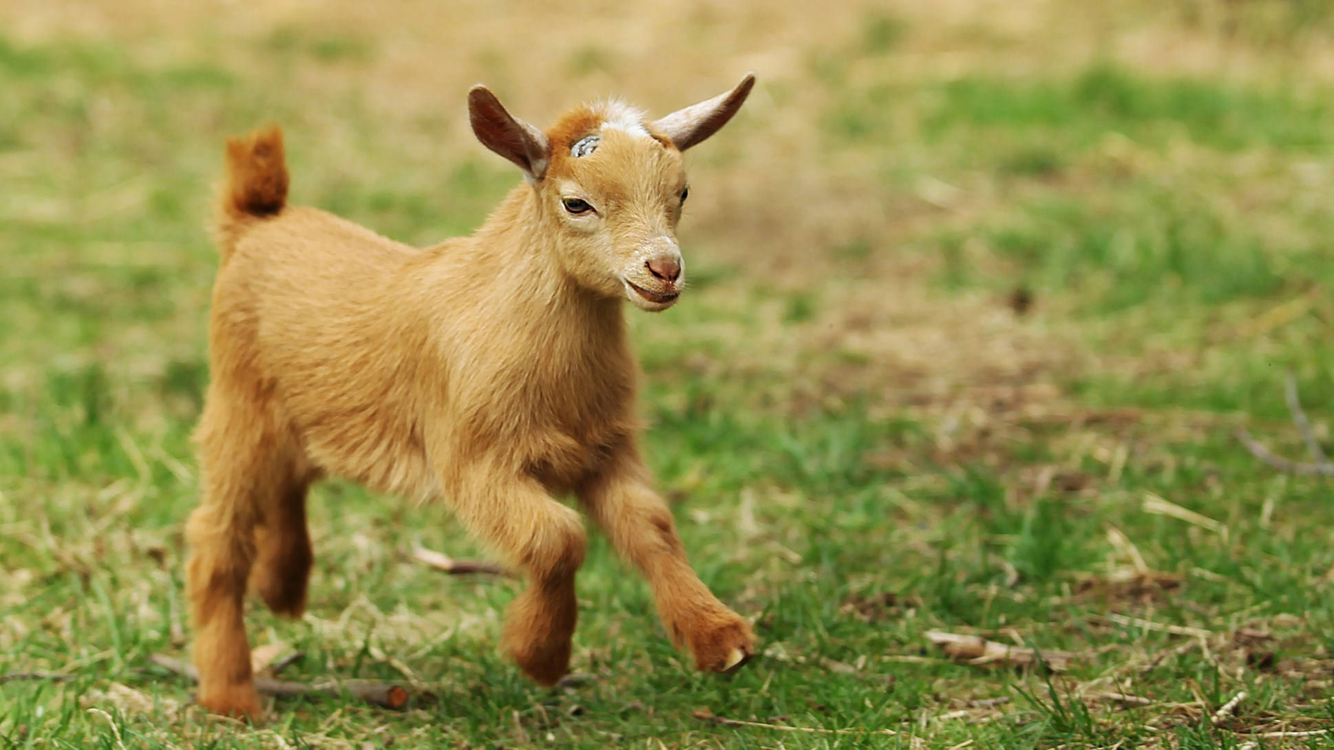 wandering brown baby goat, fluffy brown baby goat, small horns, Full HD Desktop Wallpaper