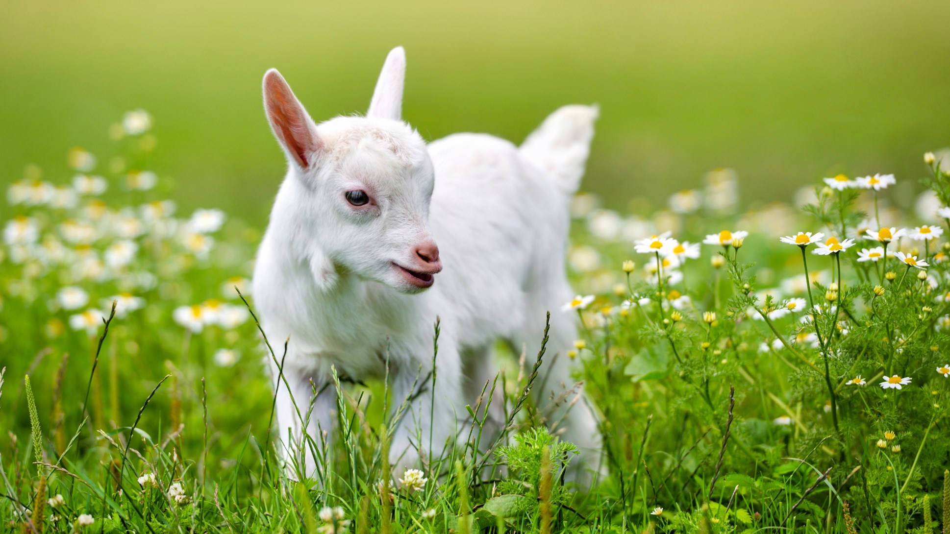 baby goat, white flowers, daisies, Full HD Desktop Wallpaper