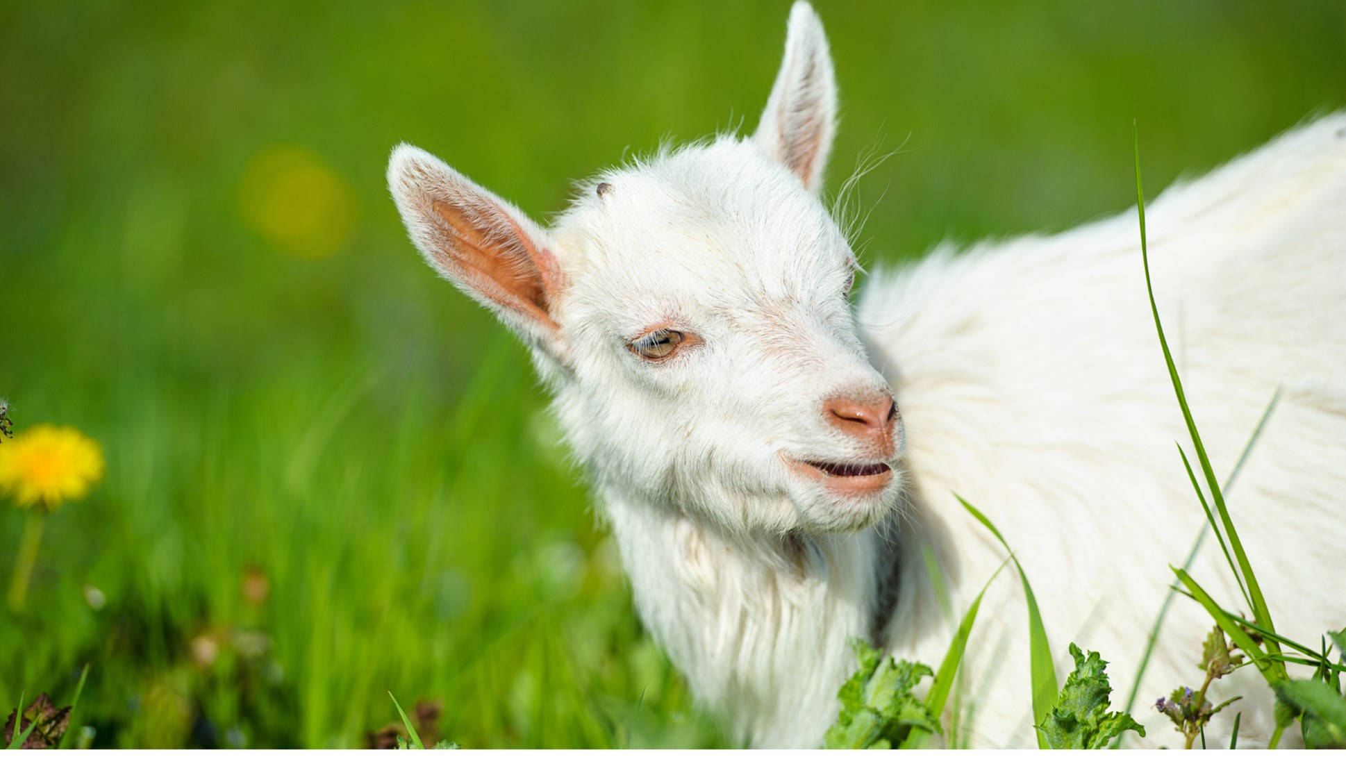 white baby goat, green meadow, sunlit, Full HD Desktop Wallpaper