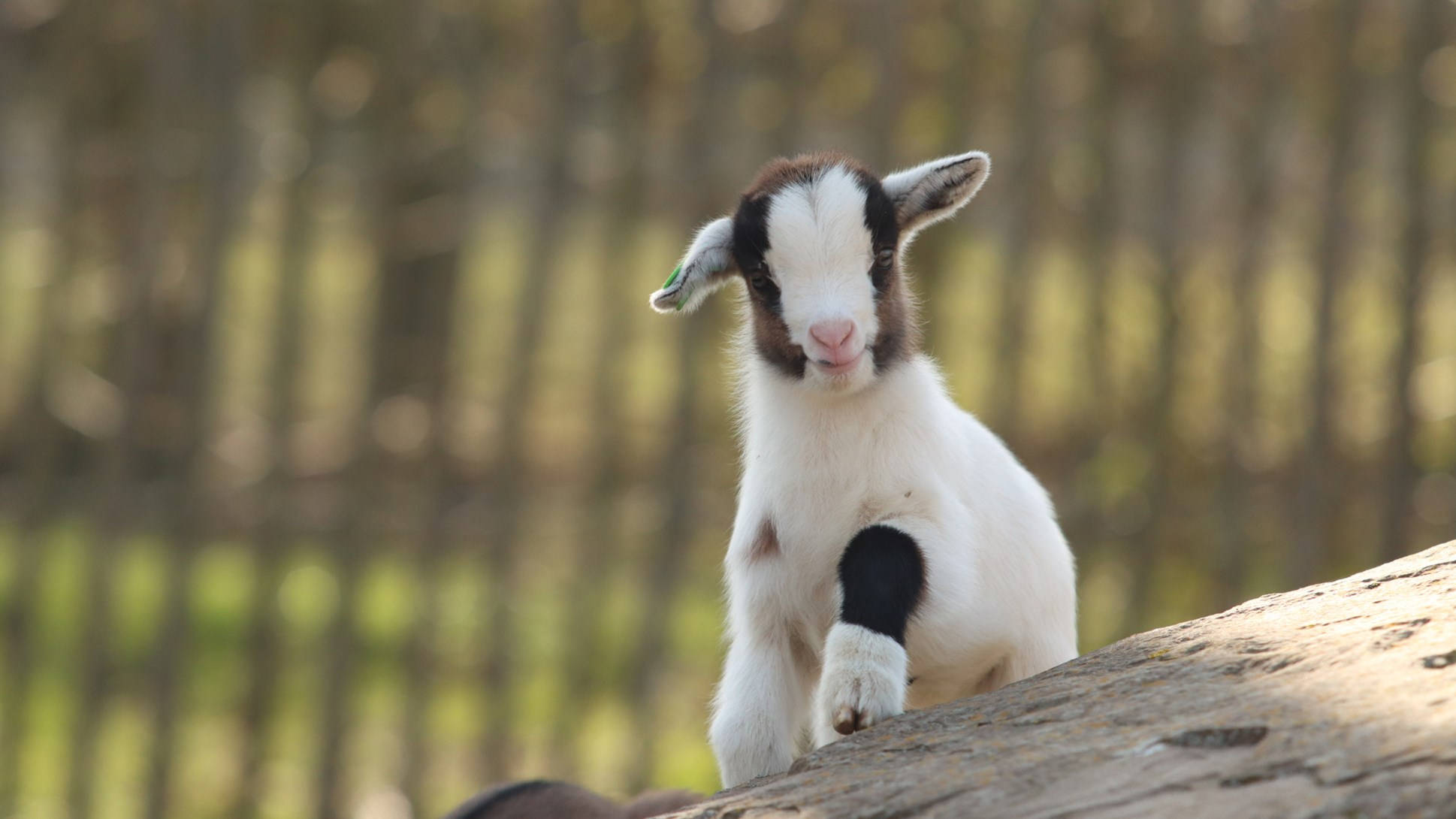 baby goat, black and white fur, sunlit log, Full HD Desktop Wallpaper