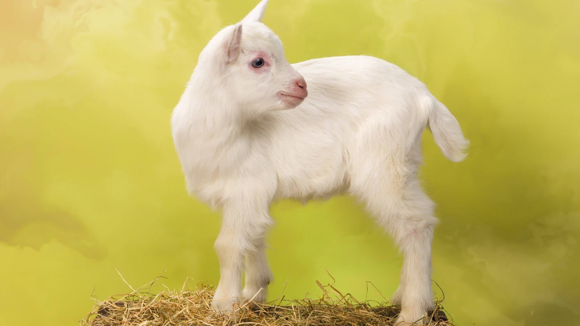 baby goat, hay, fluffy white, Full HD Desktop Wallpaper
