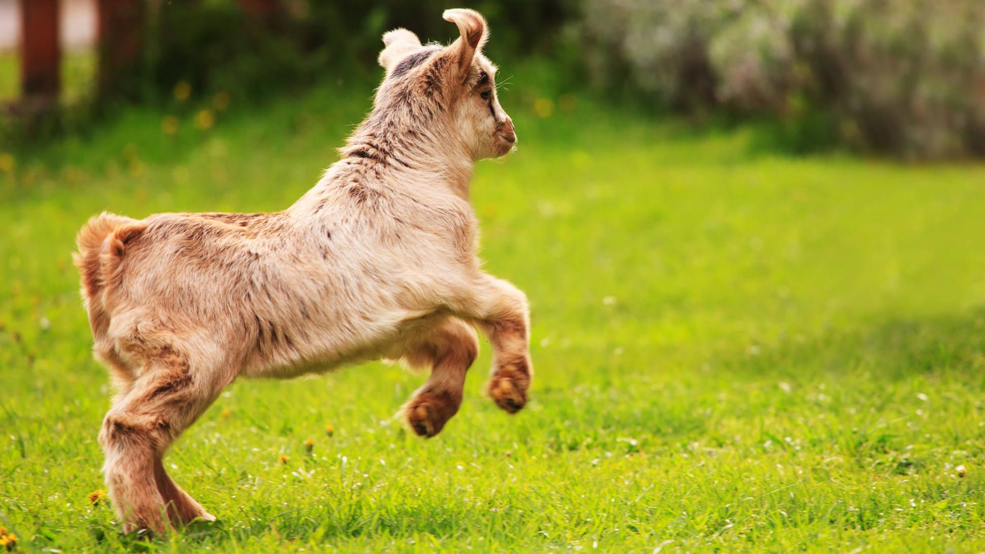 baby goat, grass, sunlit green meadow, Full HD Desktop Wallpaper