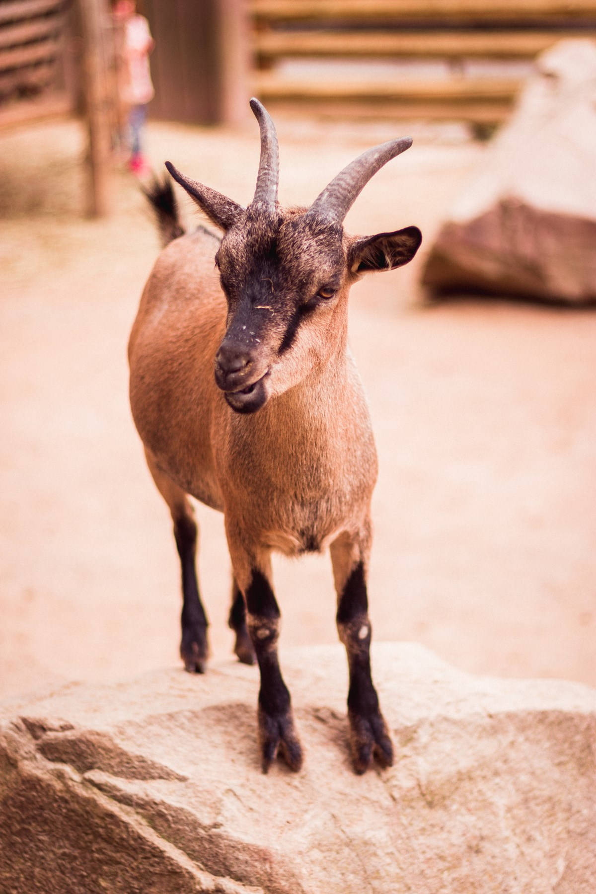 Baby Goat, tiny horns, curved horns, HD Phone Wallpaper