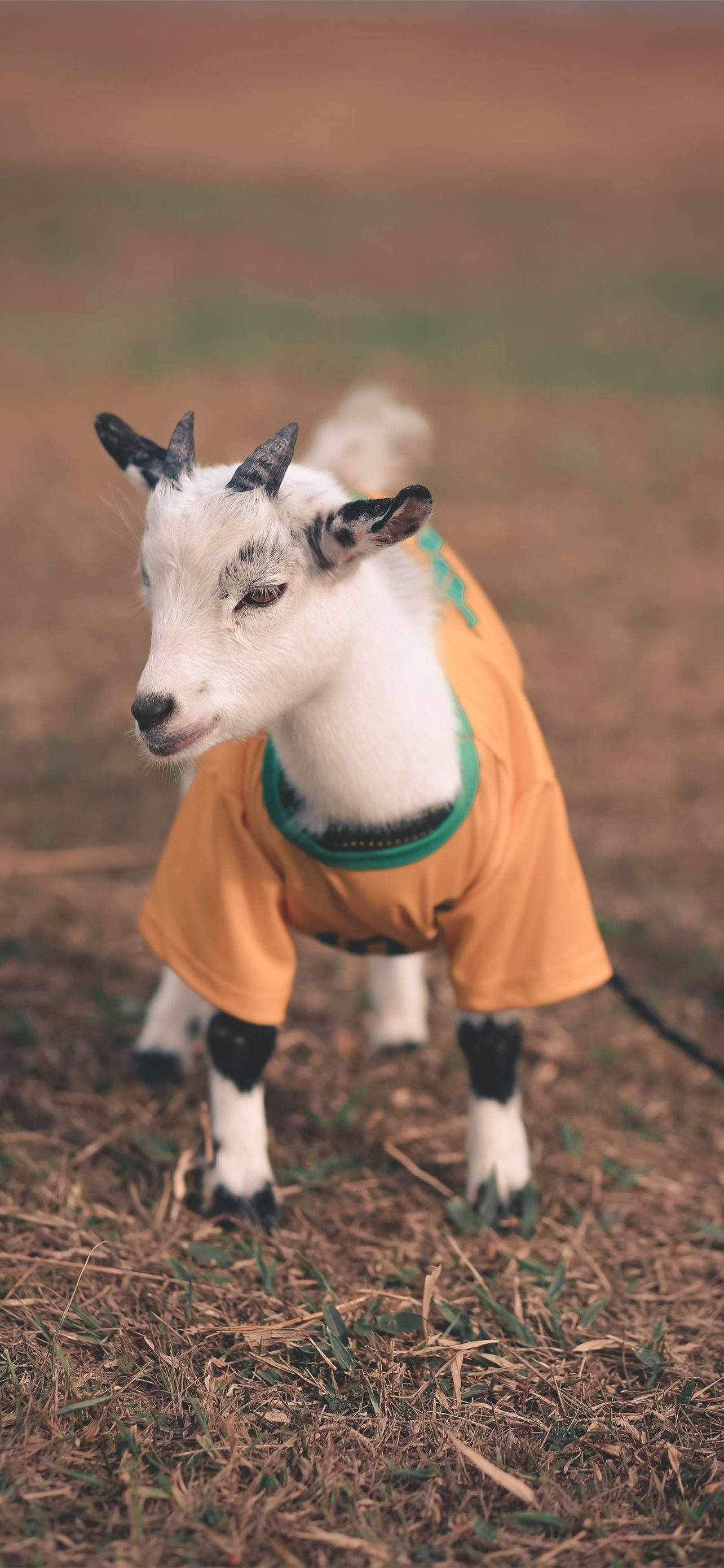 Baby Goat, bright orange shirt, green trim, 2K Phone Wallpaper