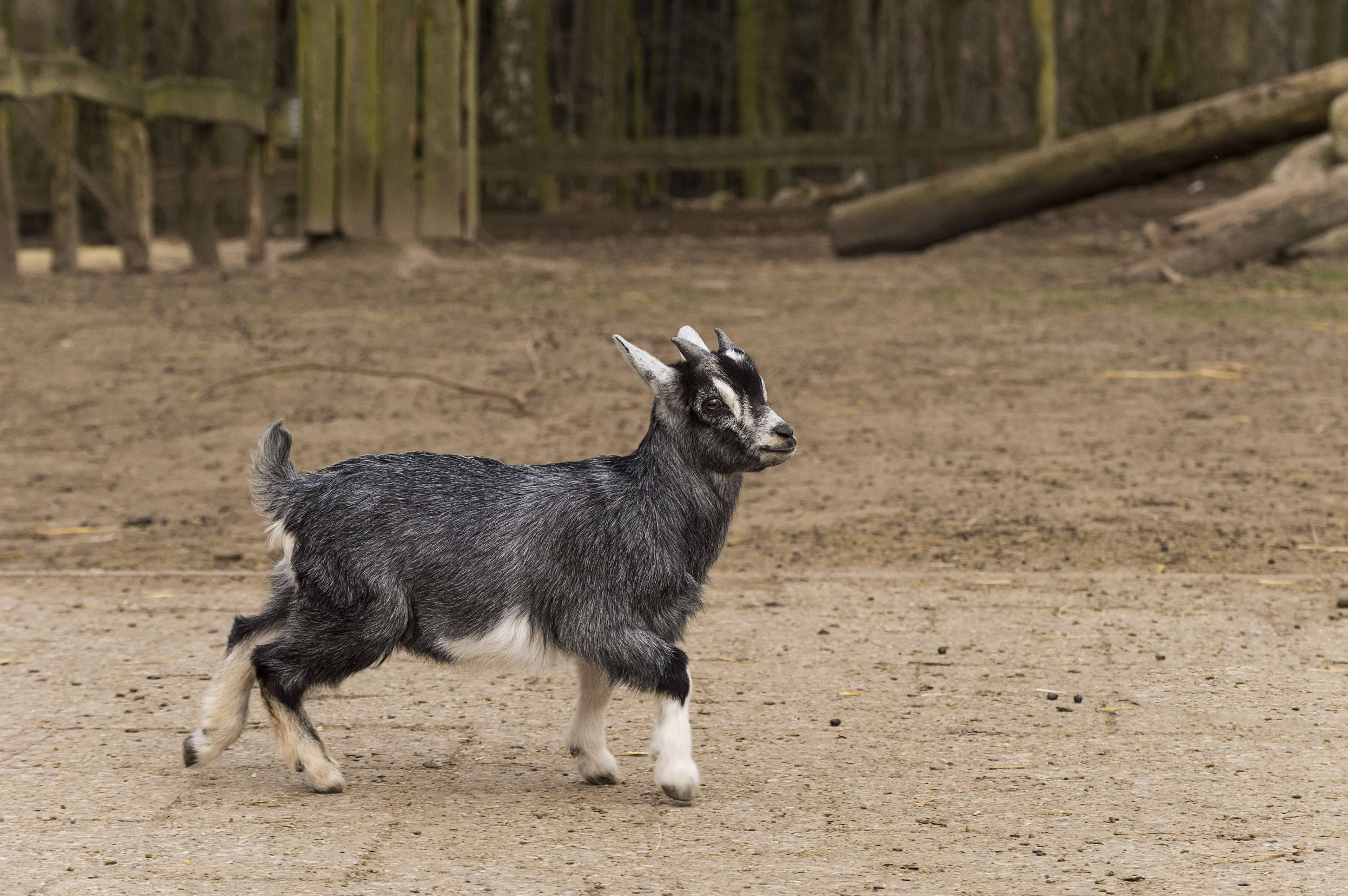 Baby Goat, black and white, curved horns, 4K Desktop Wallpaper