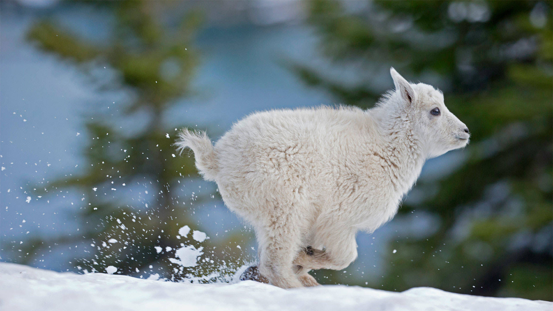 baby goat, snowy terrain, fluffy white mountain goat, Full HD Desktop Wallpaper