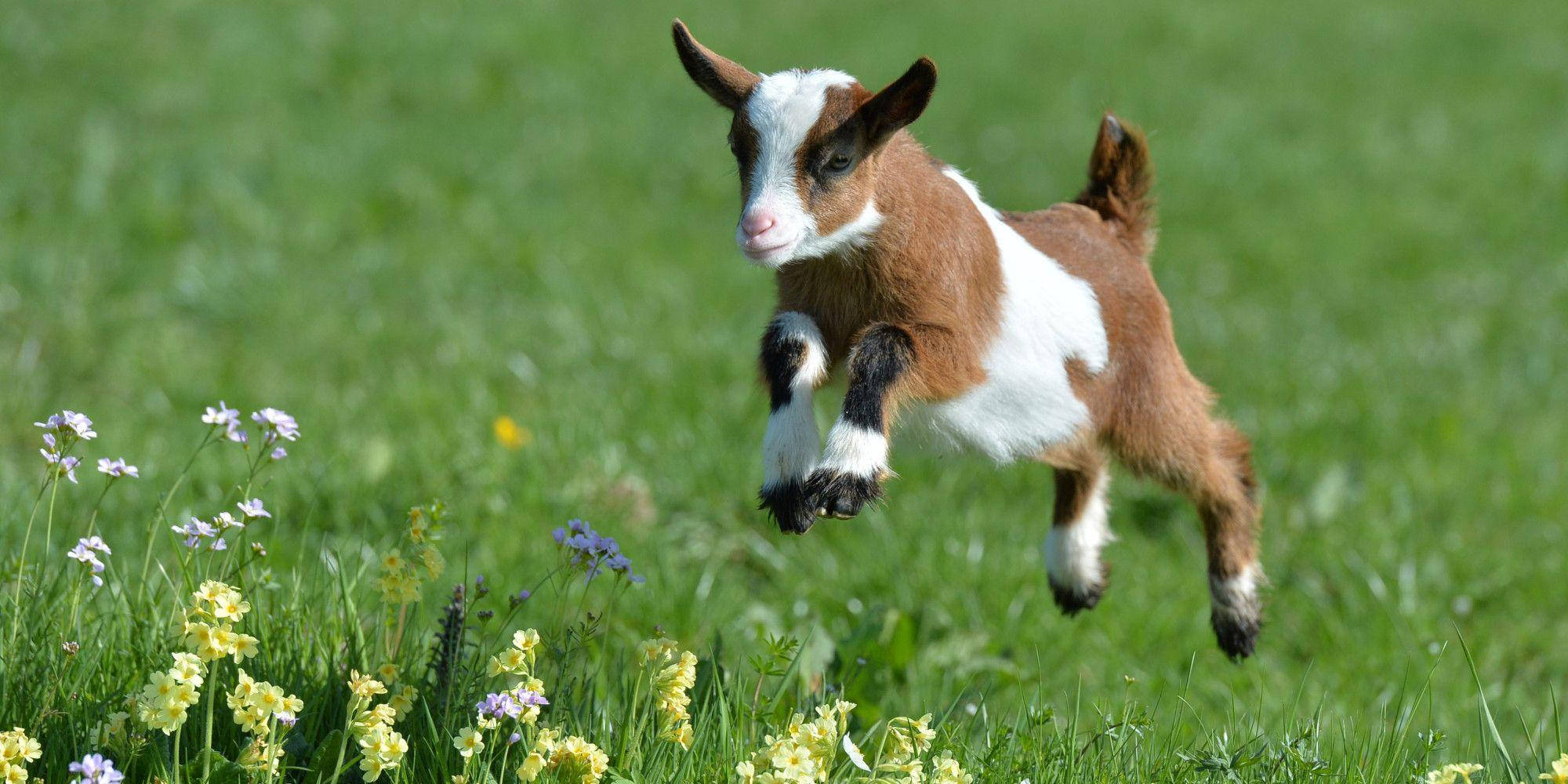 baby goat, brown and white, vibrant green meadow, Full HD Desktop Wallpaper