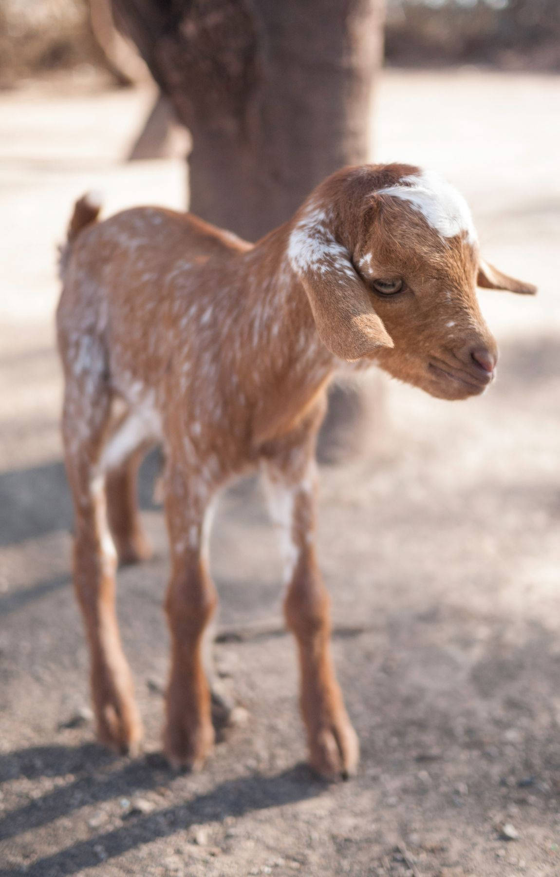 melancholic brown baby goat, dusty ground, tree, HD Phone Wallpaper