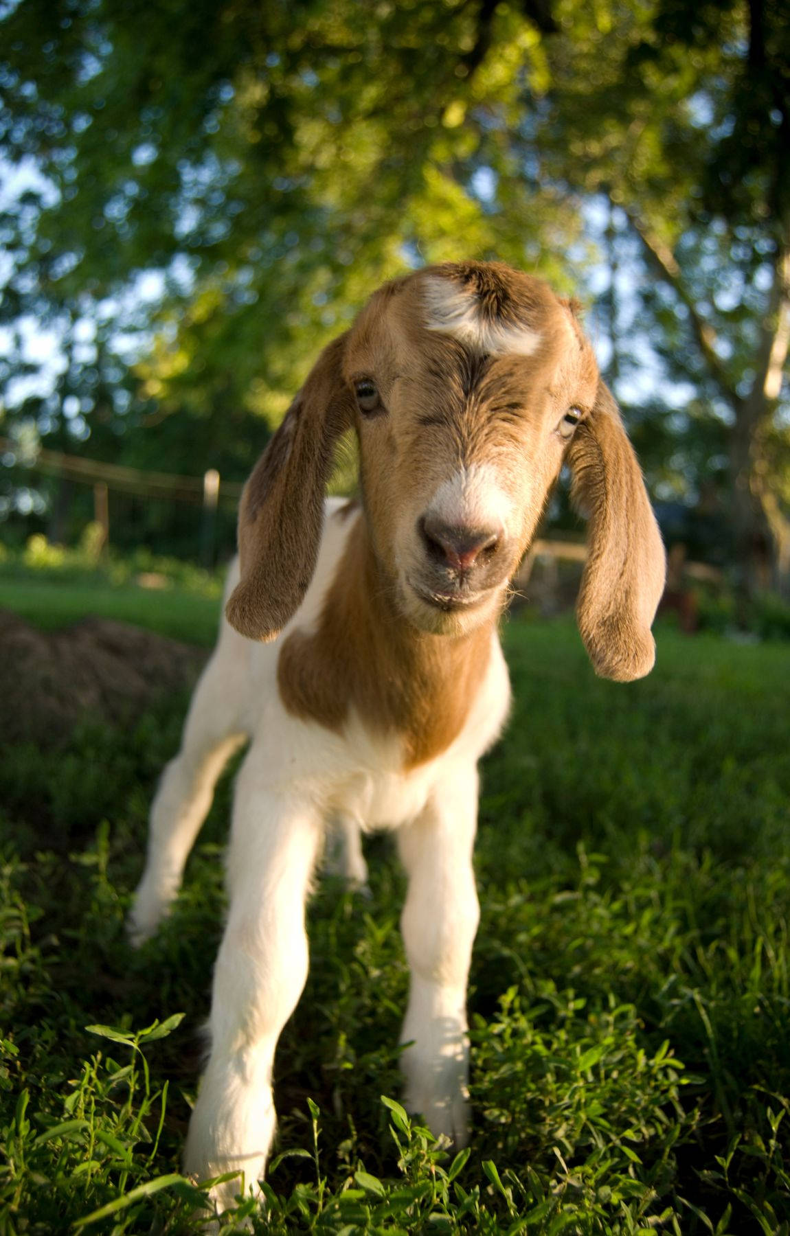 Baby Goat, floppy ears, sunlit green grass, HD Phone Wallpaper