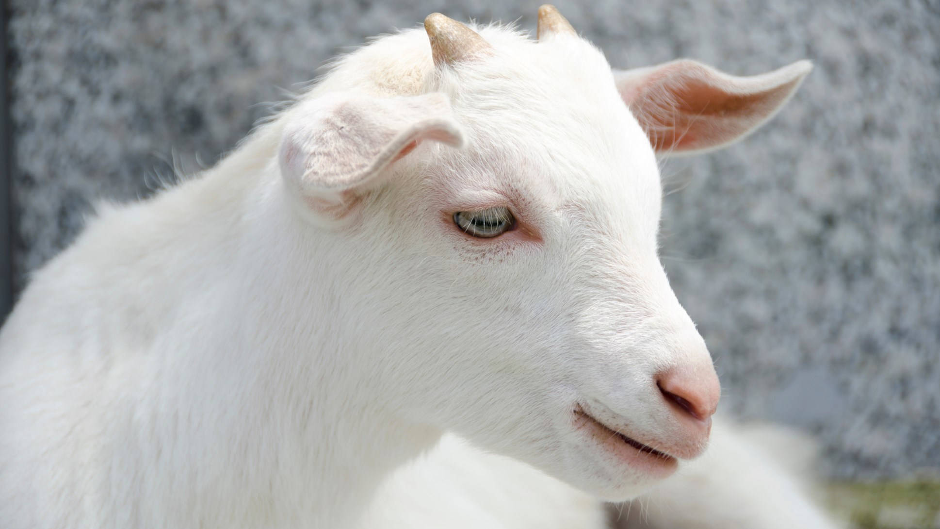 white baby goat, tiny horns, soft fur, Full HD Desktop Wallpaper