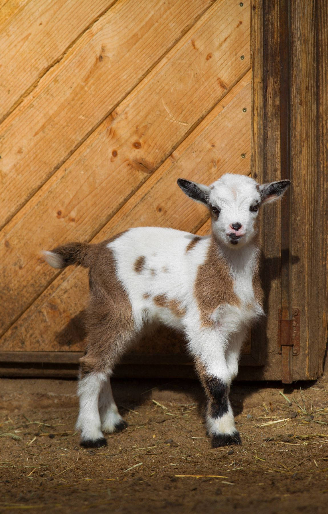 baby goat, rustic barn house, wooden barn door, HD Phone Wallpaper