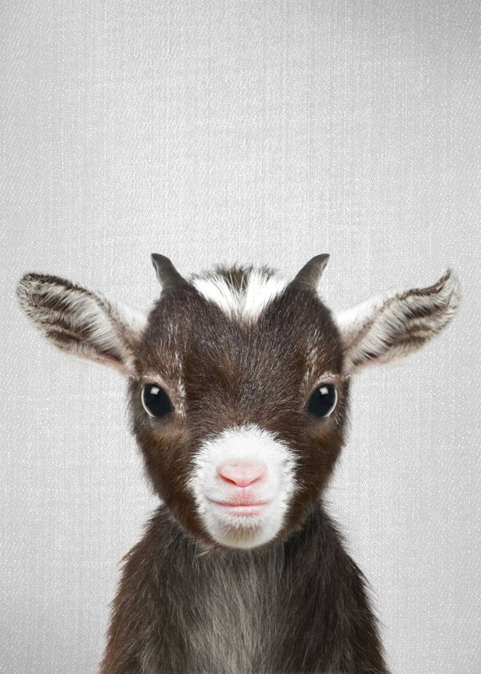 black and white baby goat poster, dark eyes, white muzzle, HD Phone Wallpaper