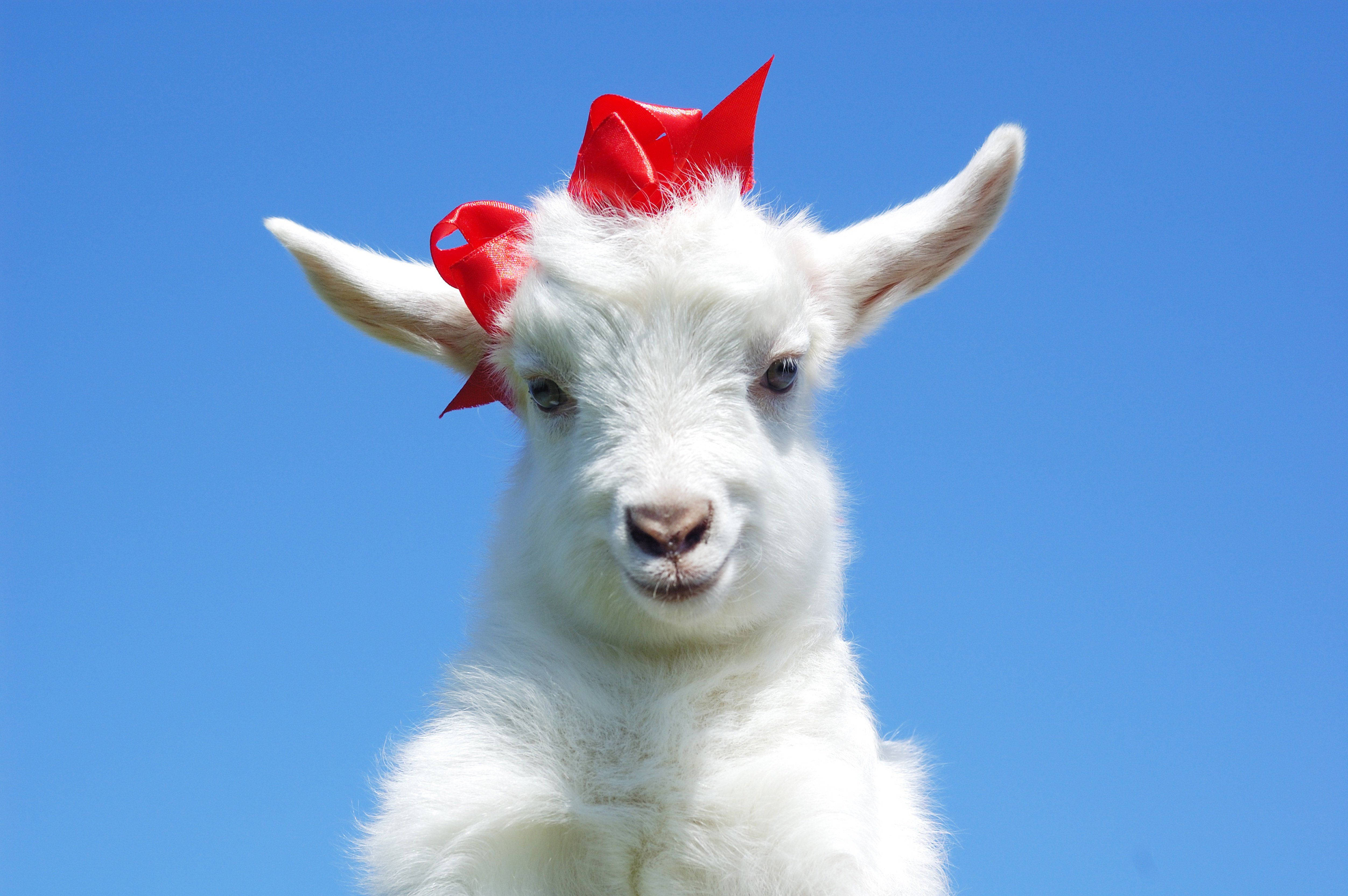 white baby goat, red ribbons, bright red bow, 4K Desktop Wallpaper