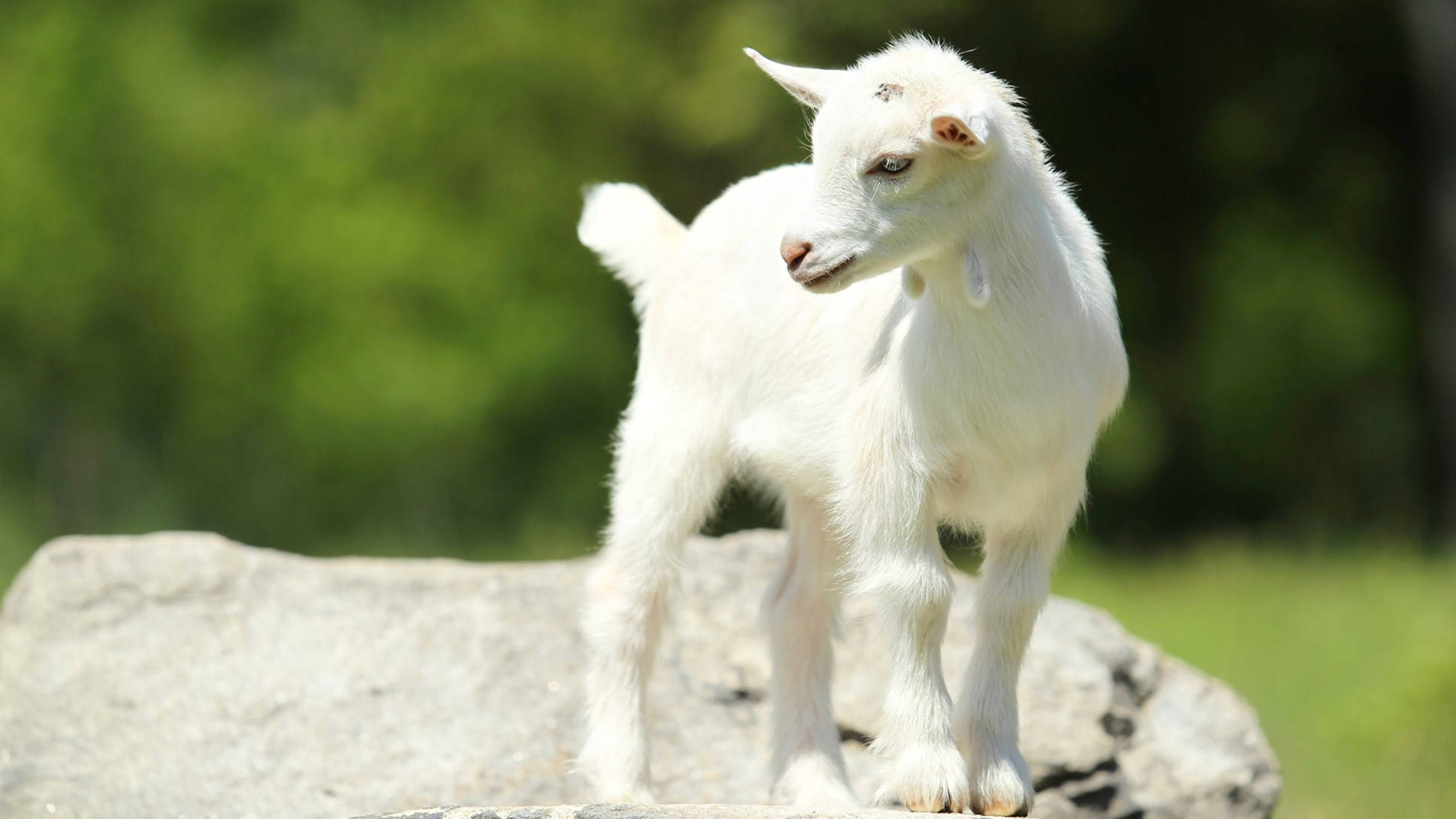 white baby goat, large grey rock, sunlit rock, Full HD Desktop Wallpaper