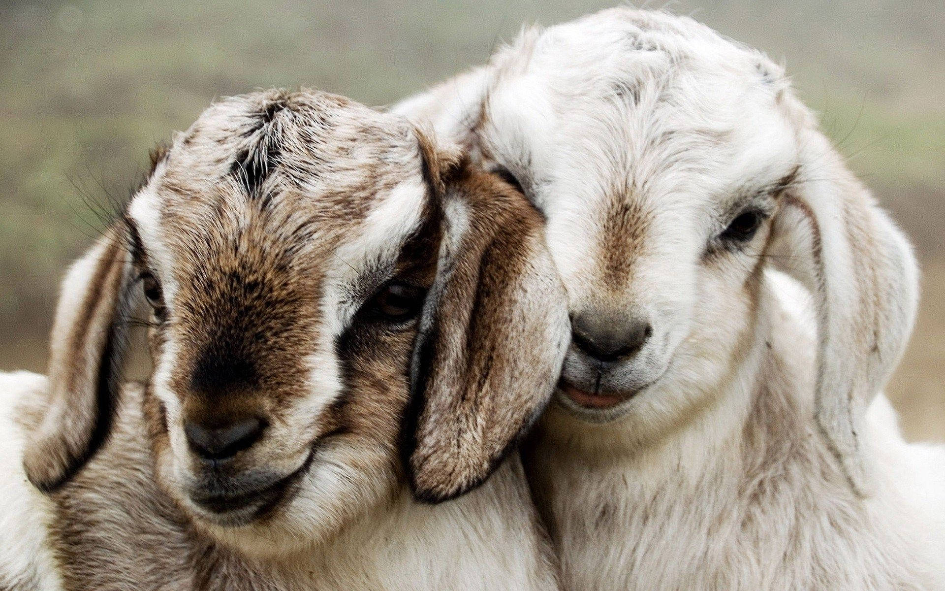 two young goats, floppy ears, tender close-up portrait, Full HD Desktop Wallpaper