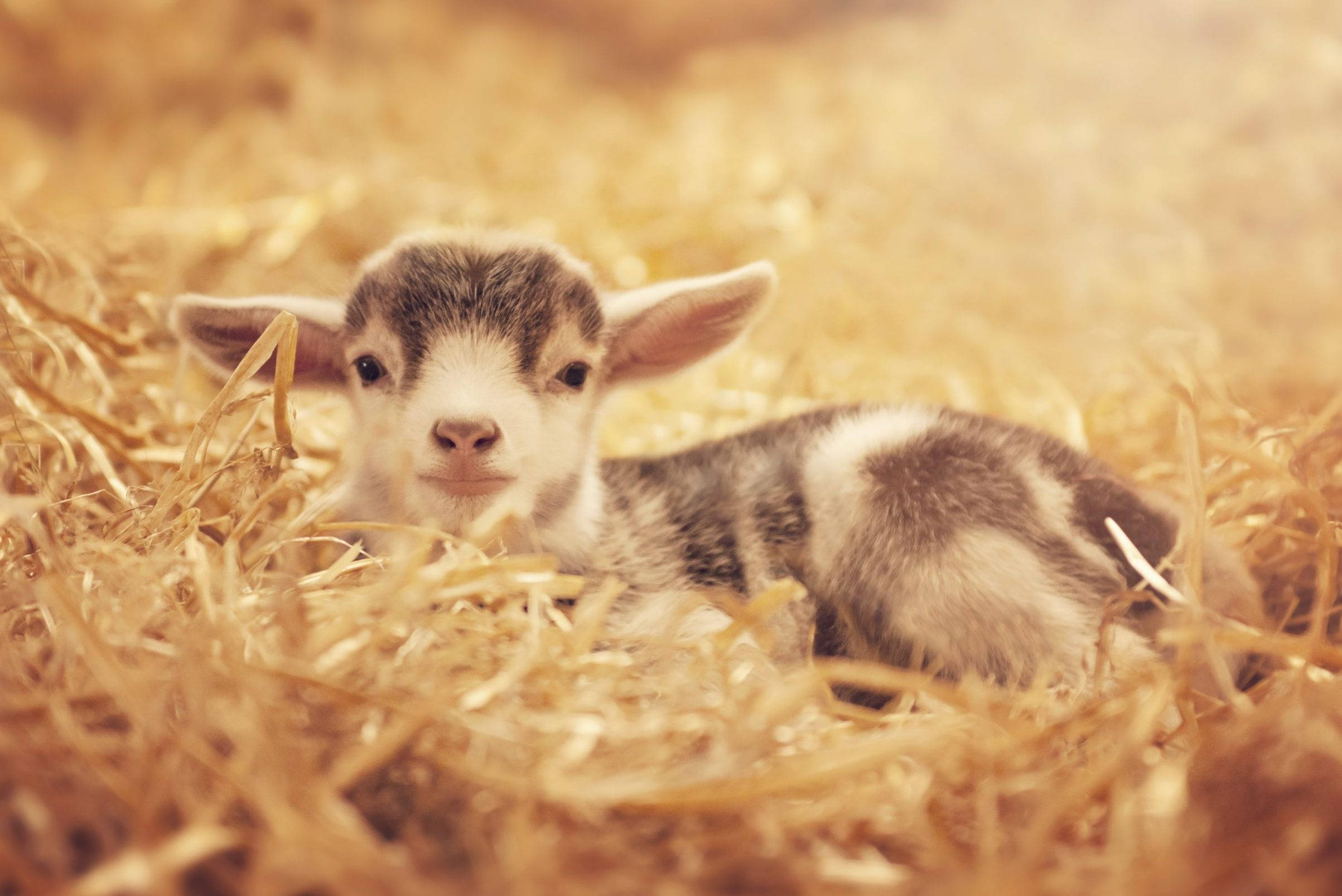 baby goat, spotted goat kid, golden haystack, Full HD Desktop Wallpaper