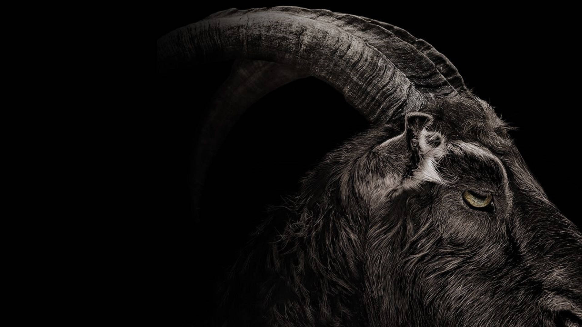 Goat, dark-furred, massive curved horns, Full HD Desktop Wallpaper