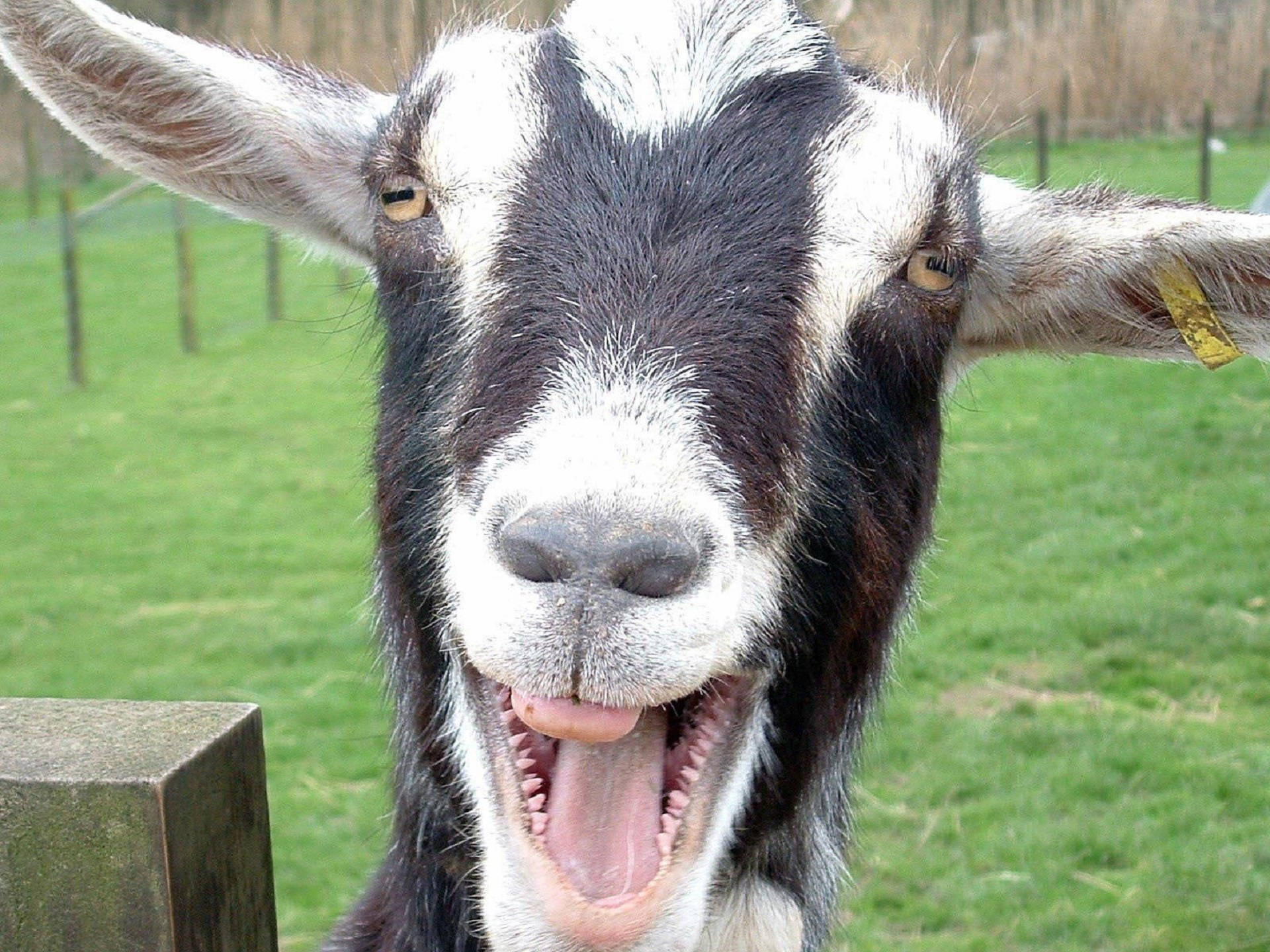 black and white goat, green pasture, Full HD Desktop Wallpaper