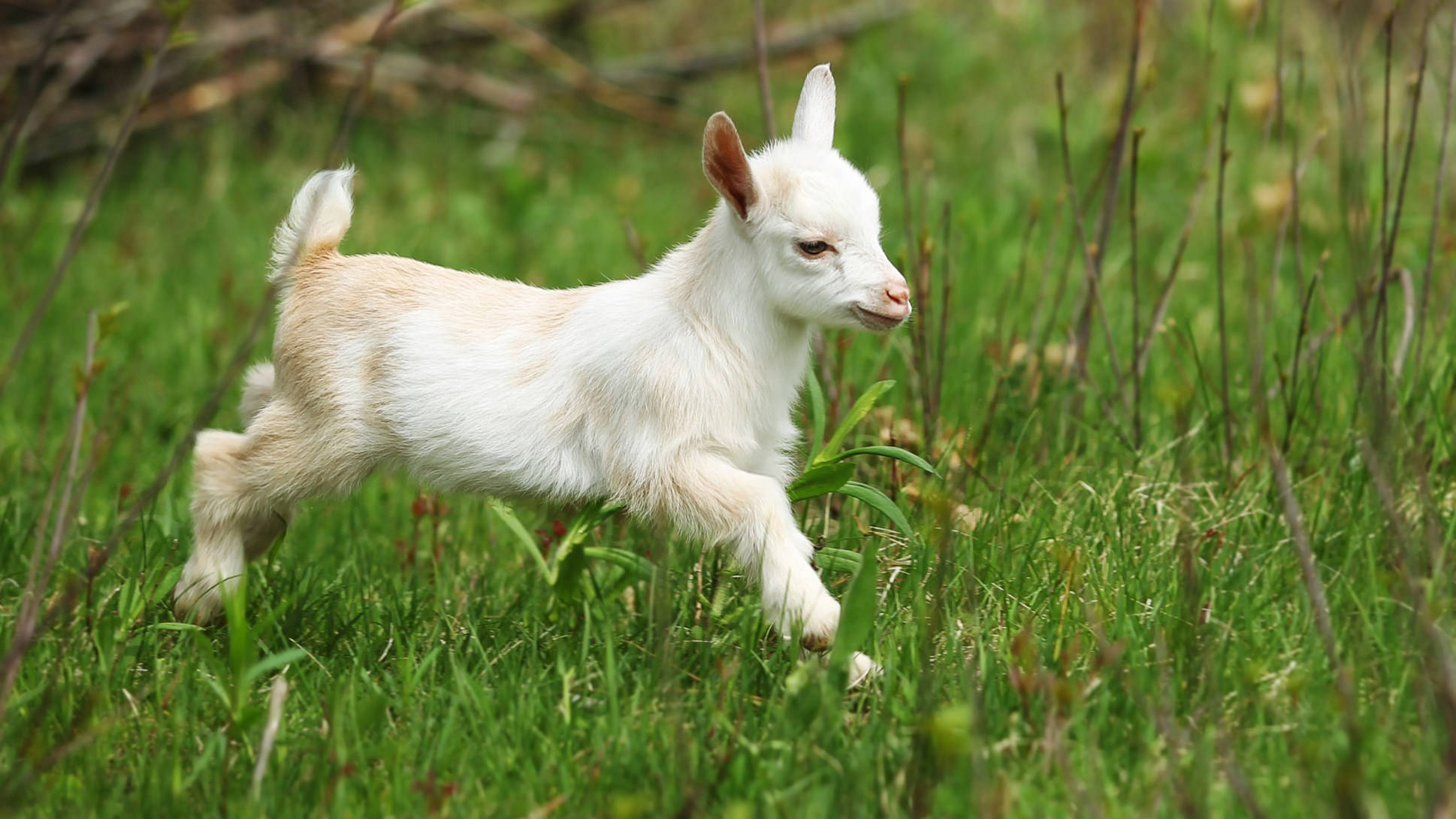 baby goat, fluffy white, vibrant green grass, Full HD Desktop Wallpaper