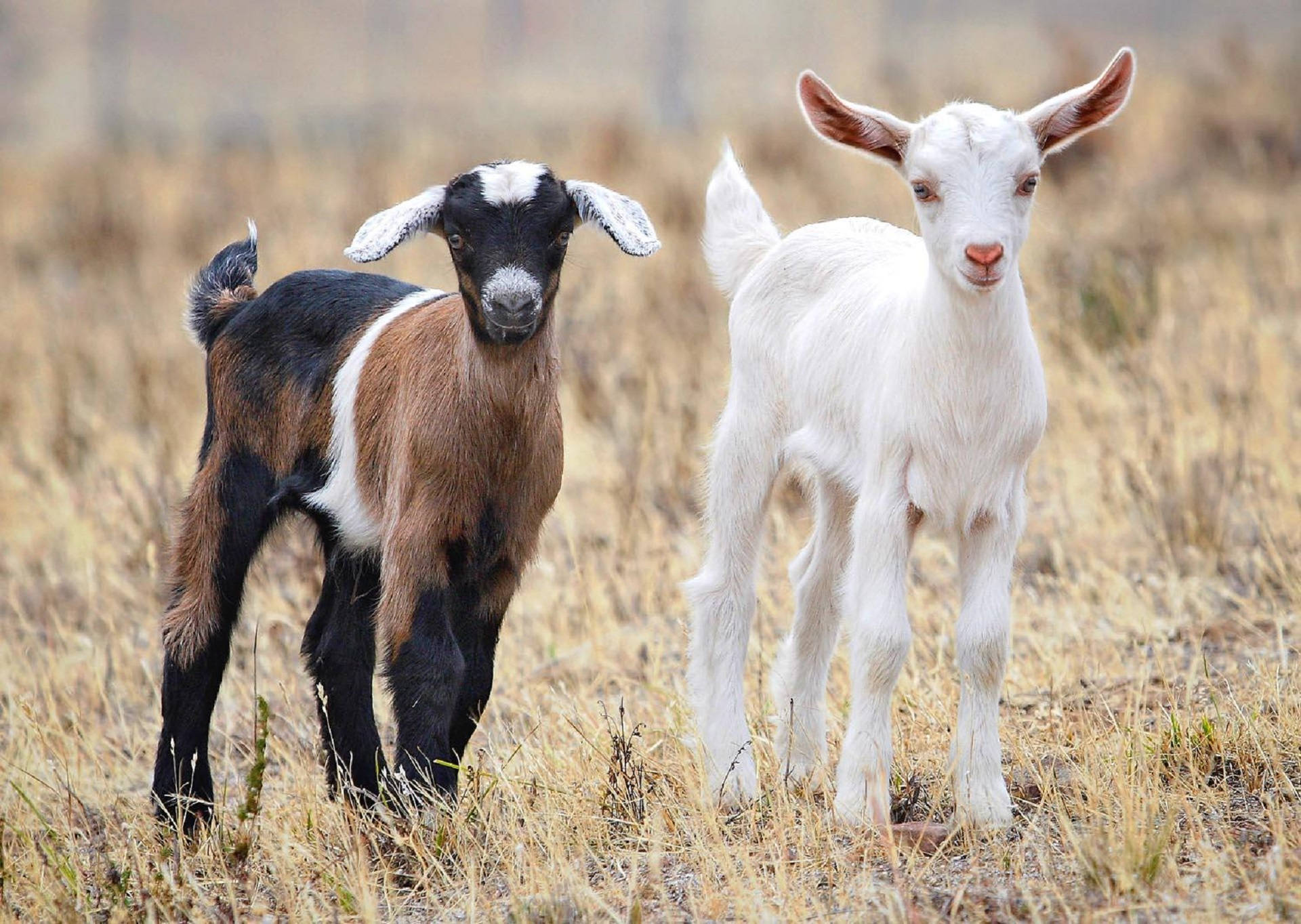white and tricolor goat, black brown and white, pure white, Full HD Desktop Wallpaper