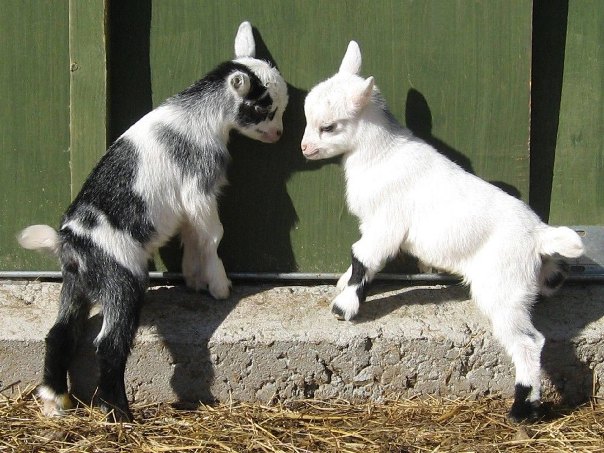 baby goats, barn, stone ledge, Full HD Desktop Wallpaper
