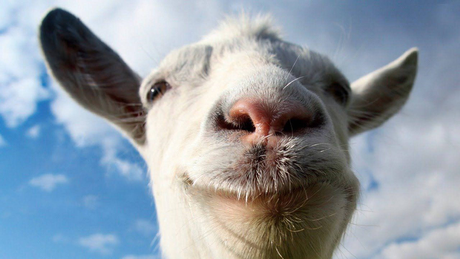 white goat, face, bright blue sky, Full HD Desktop Wallpaper