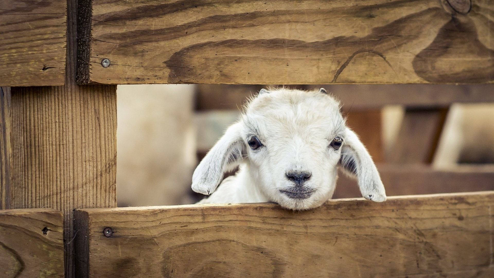 baby goat, wooden cage, white, Full HD Desktop Wallpaper