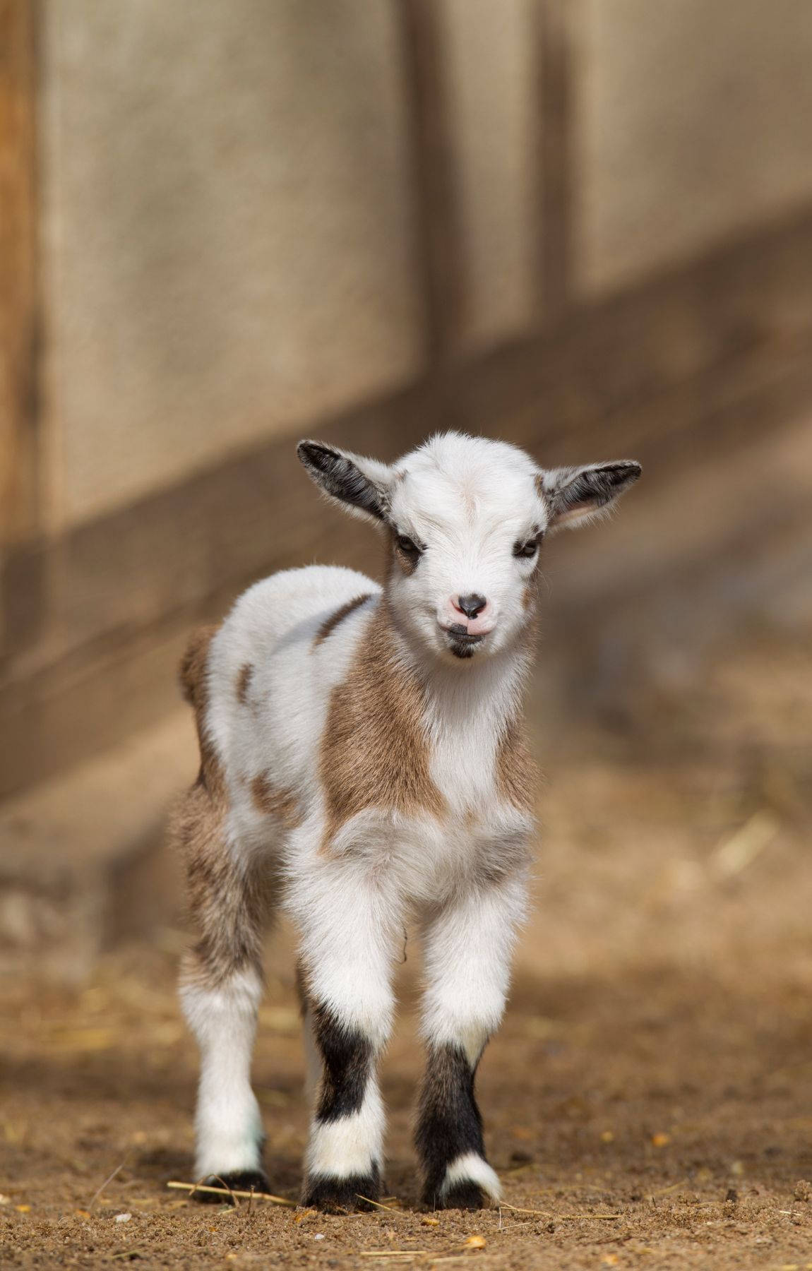 baby goat, country farm, white and brown patches, HD Phone Wallpaper