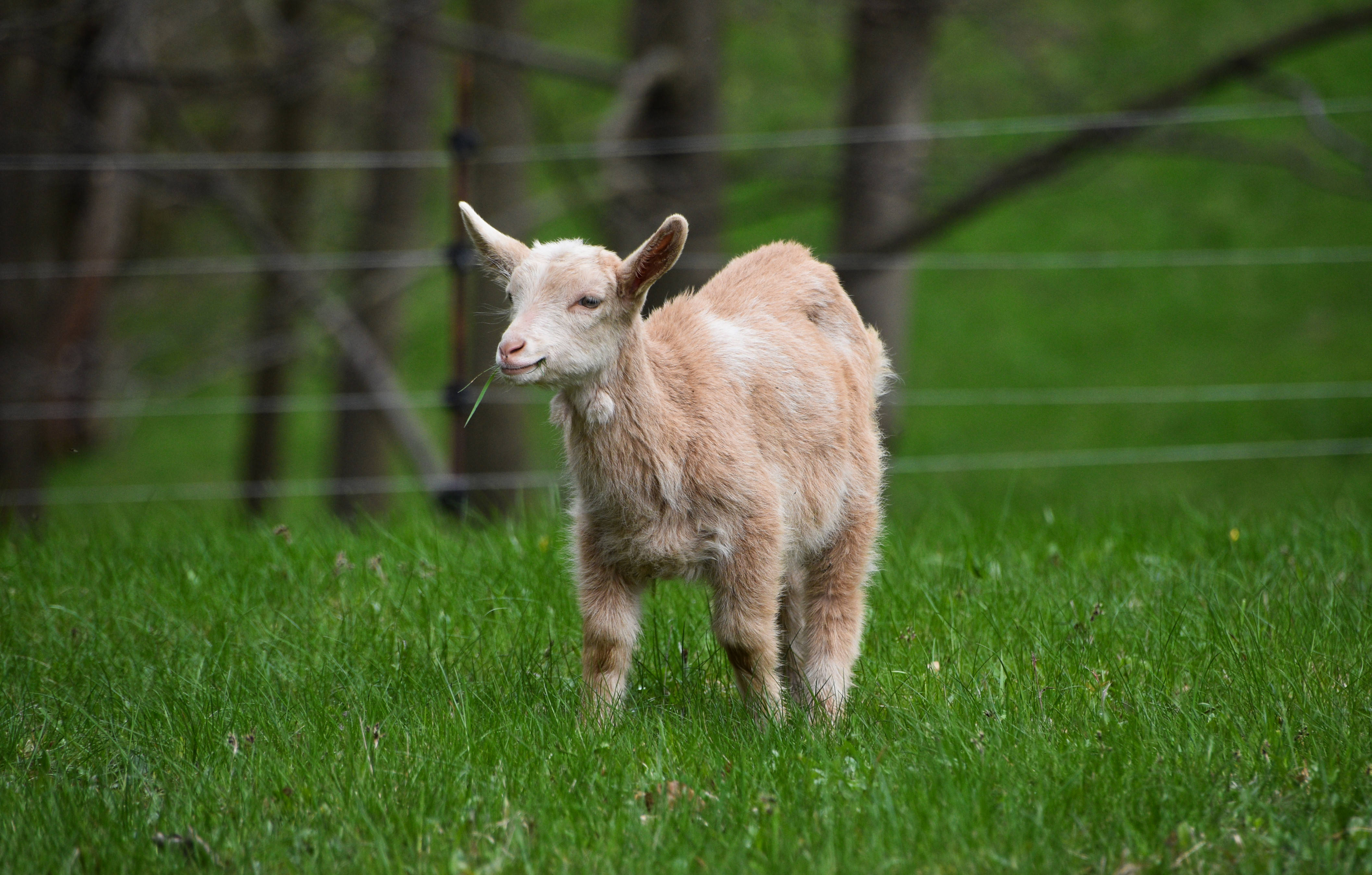 young goat kid, pygmy breed, vibrant green pasture, 4K Desktop Wallpaper