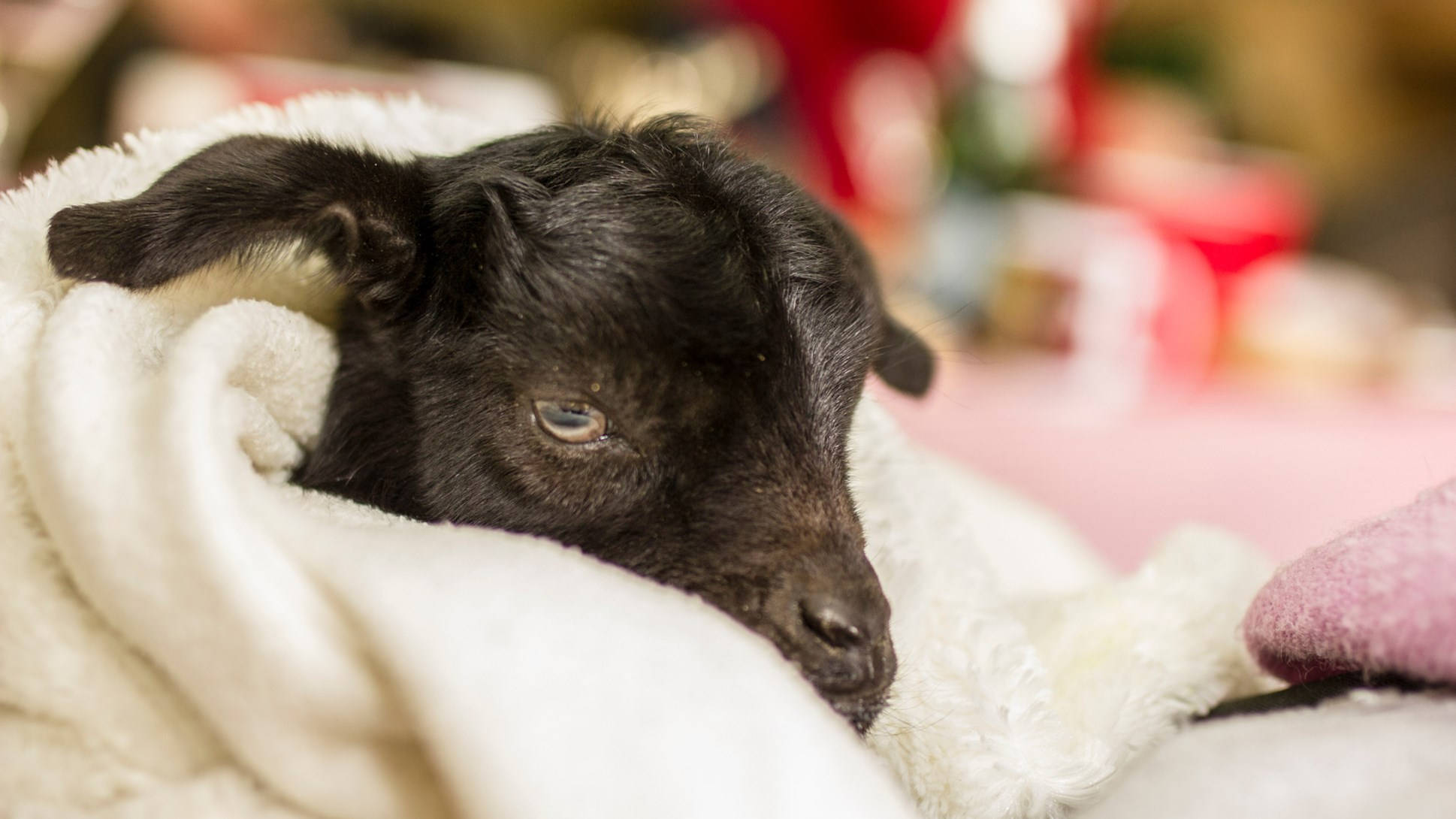 black baby goat, soft white blanket, pink hat, Full HD Desktop Wallpaper