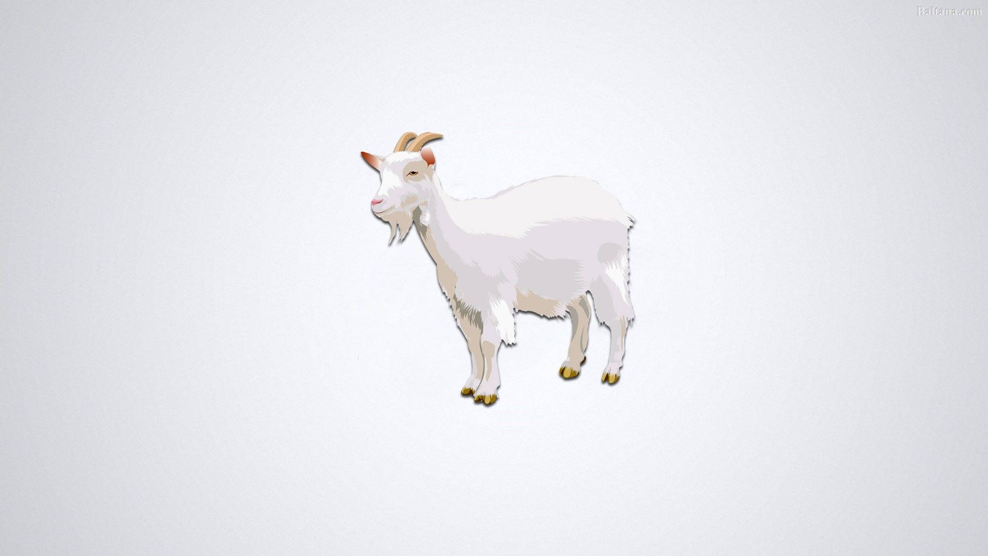 white goat, curved horns, light gray background, Full HD Desktop Wallpaper