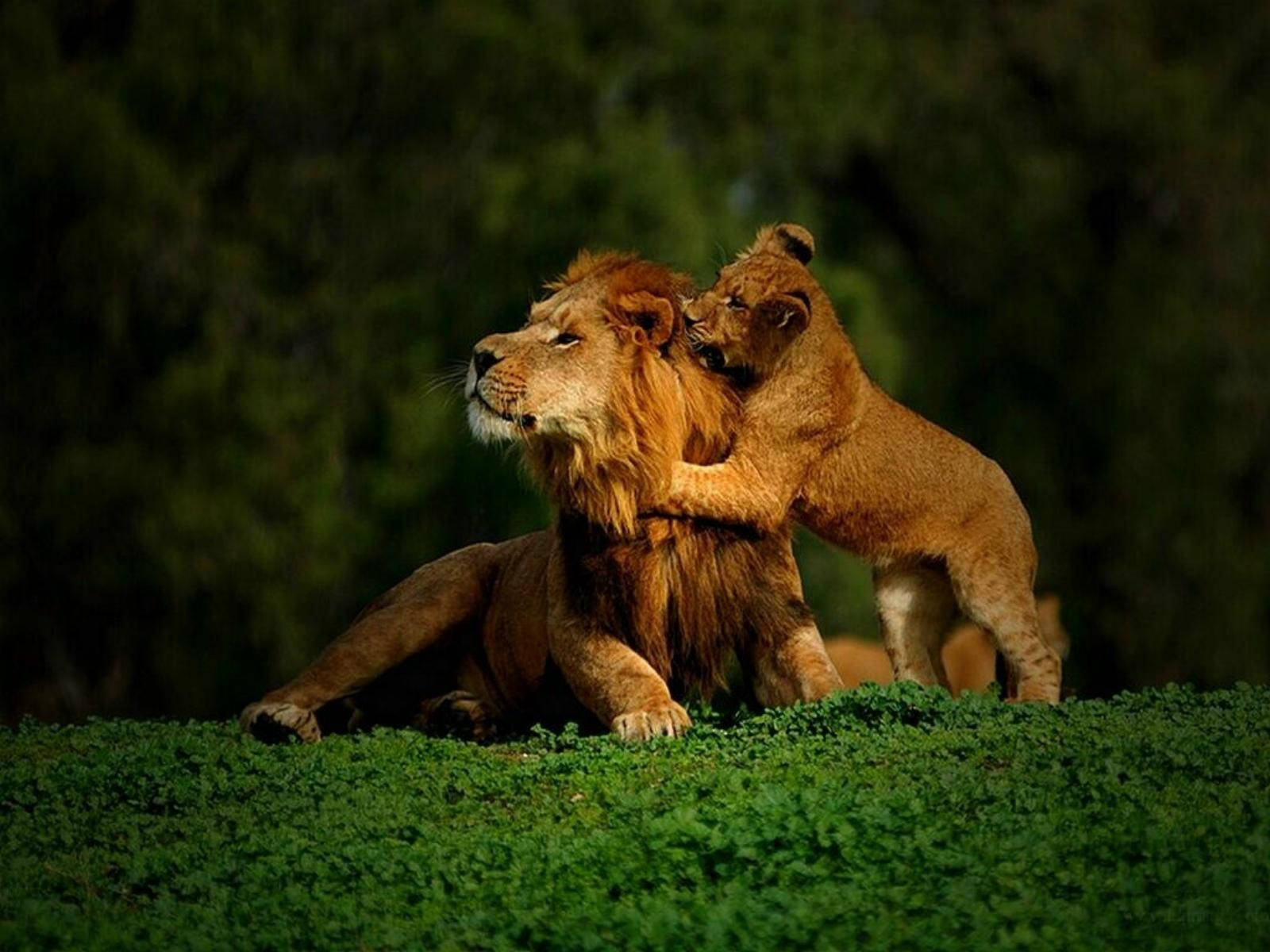 Baby Lion, dad, young lion cub, HD Desktop Wallpaper