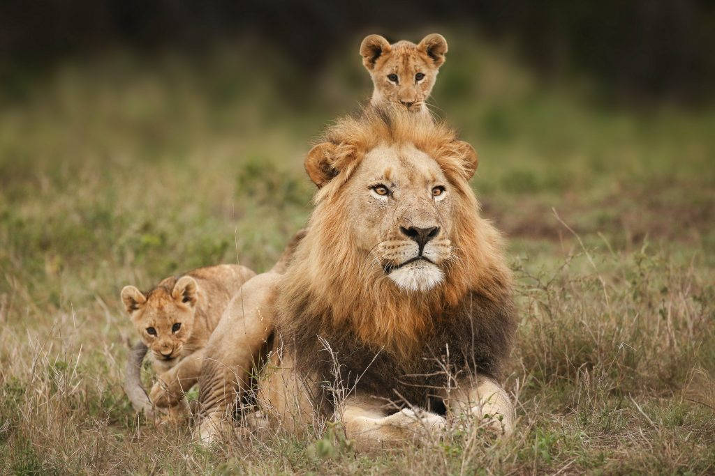 male lion, full mane, tall grass, SD Desktop Wallpaper